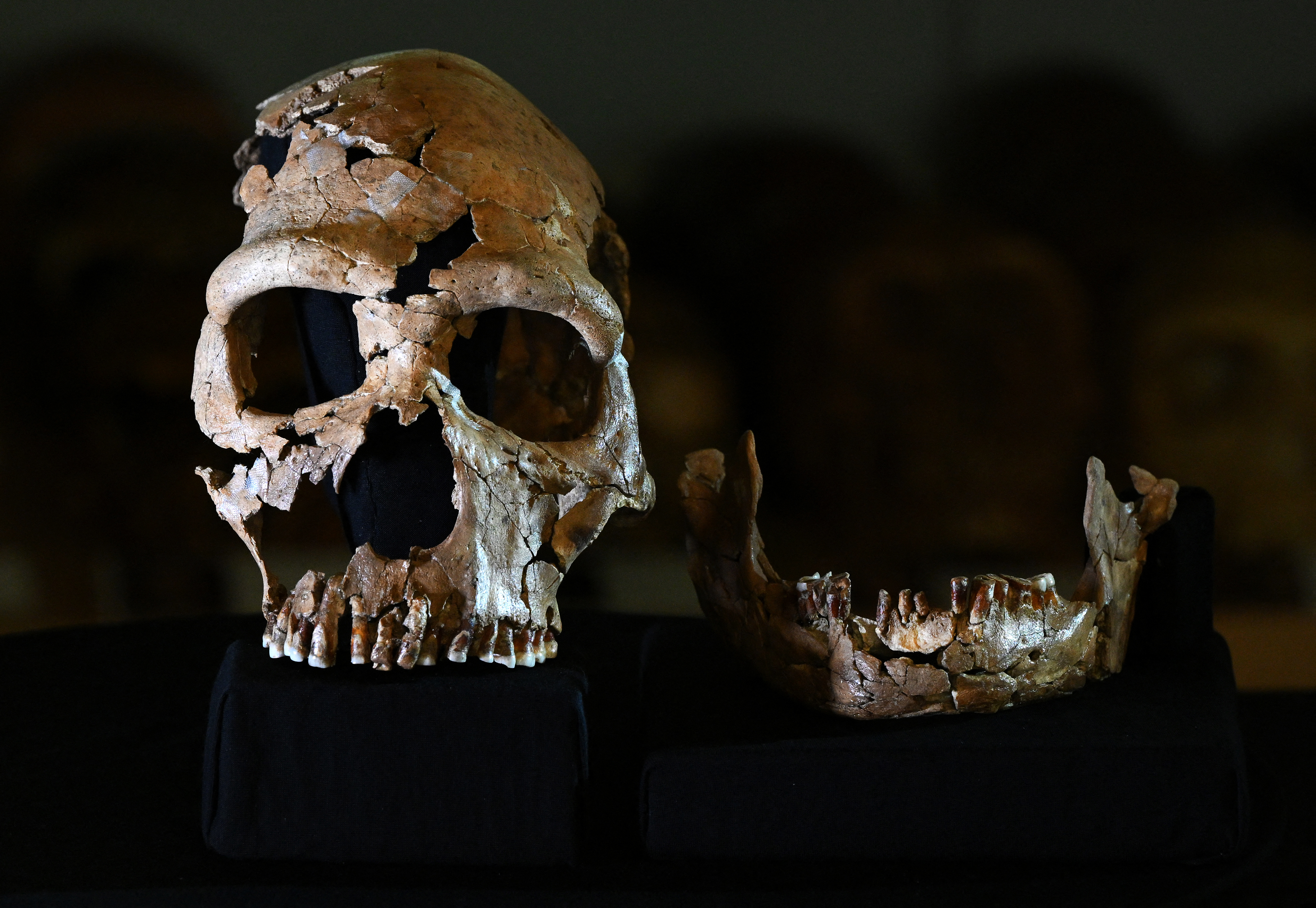 A picture shows the rebuilt skull of a 75,000-year-old Neanderthal woman, named Shanidar Z, after the cave in Iraqi Kurdistan where her skull was found in 2018, at the University of Cambridge, eastern England, on April 25, 2024.
