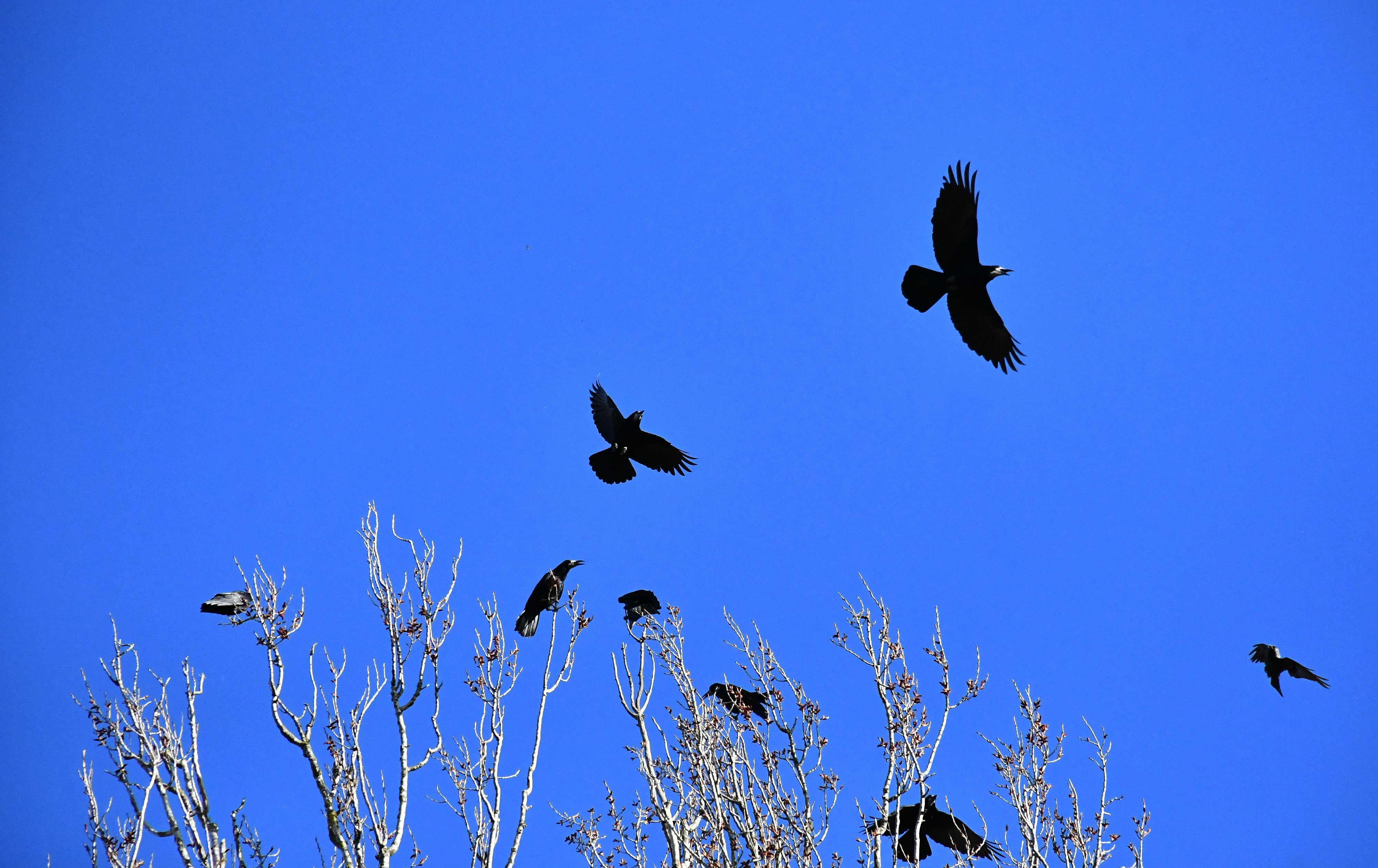 14.03.2023., Slavonski Brod - Vise stotina vrana nastanilo se u krosnjama visokog drveca u sredisnjem gradskom parku Klasije. Photo: Ivica Galovic/PIXSELL