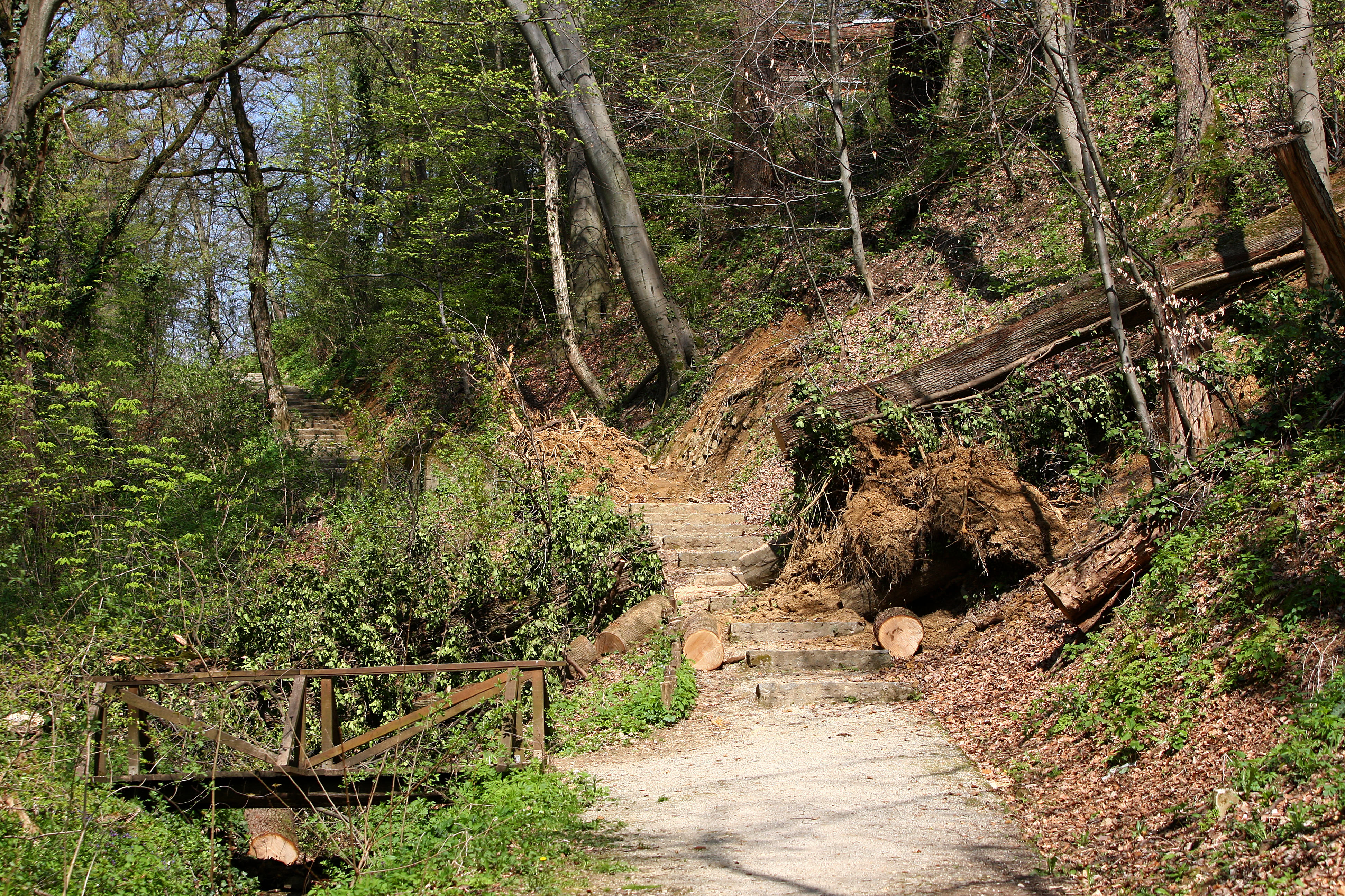 08.04.2010., Zagreb - Hrvatska, U dijelu park sume Cmrok, Dubravkin put ispod kamenih stepenica na pjesacku stazu su se srusila cetiri stabla hrasta i jedna bukva iz dijela sume koji je u privatnom vlasnistvu.rPhoto: Igor Kralj/PIXSELL