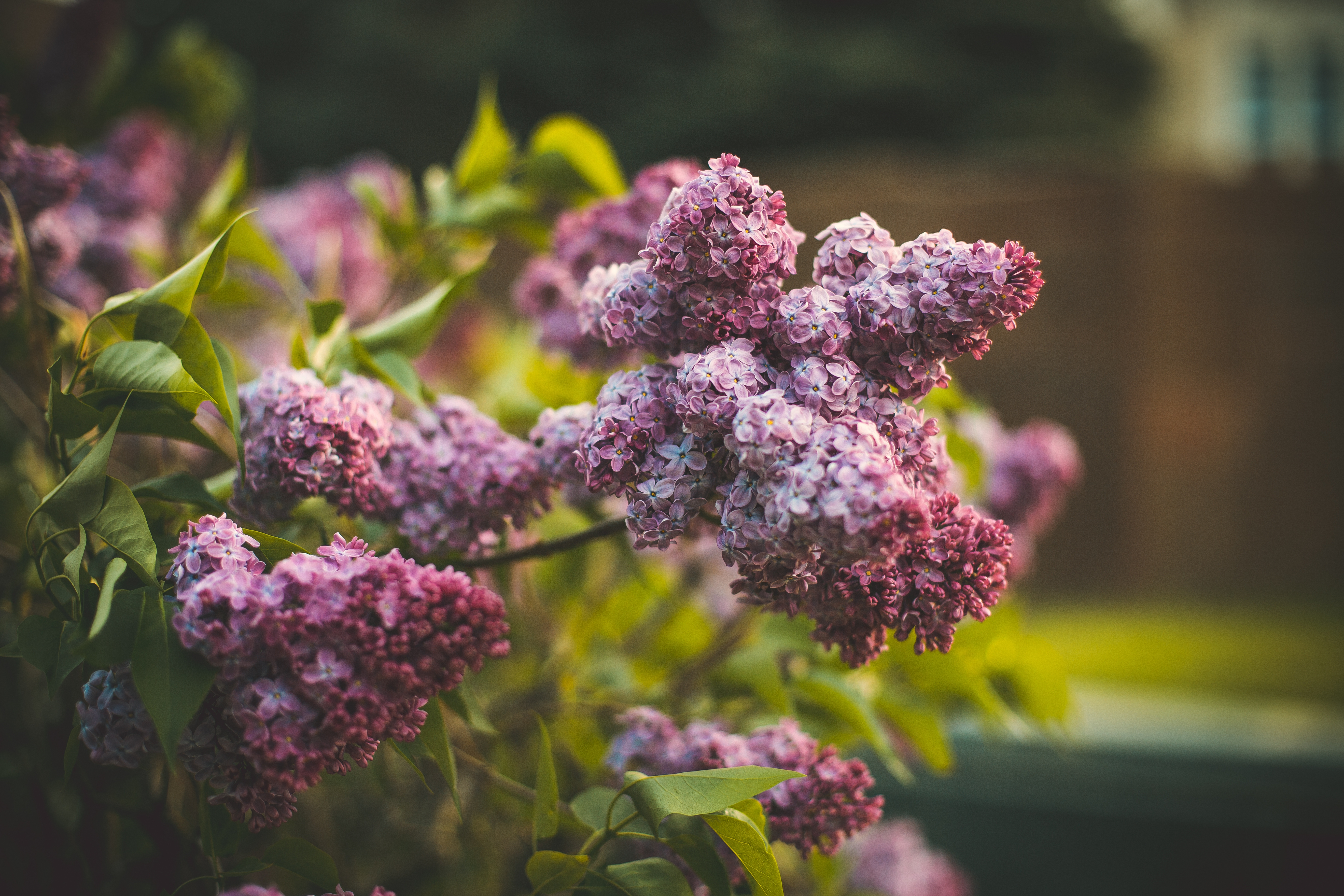 A selective focus shot of lilac flowers blooming in a field