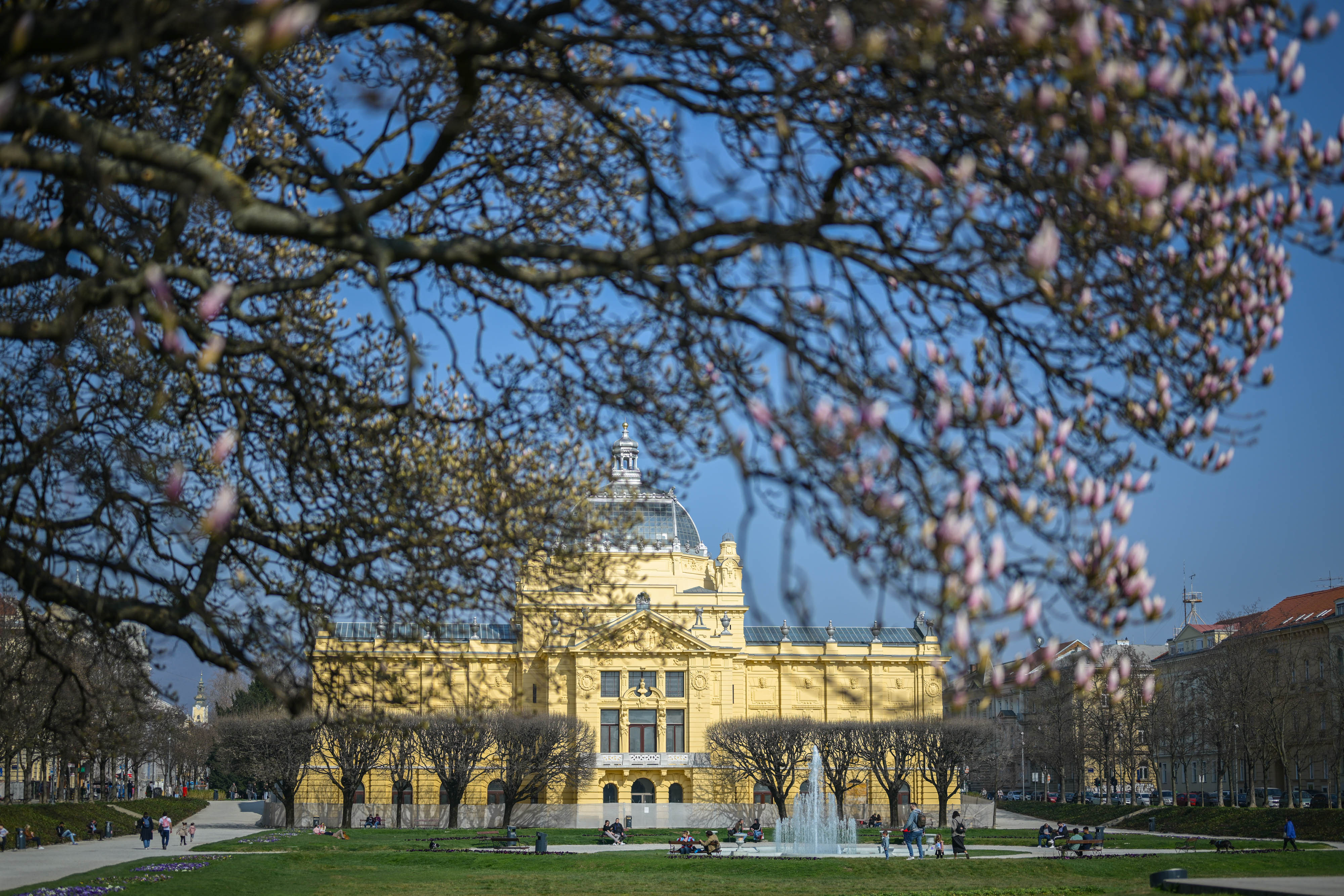 08.03.2026., Zagreb - Procvjetala magnolija na Tomislavcu. Photo: Neva Zganec/PIXSELL