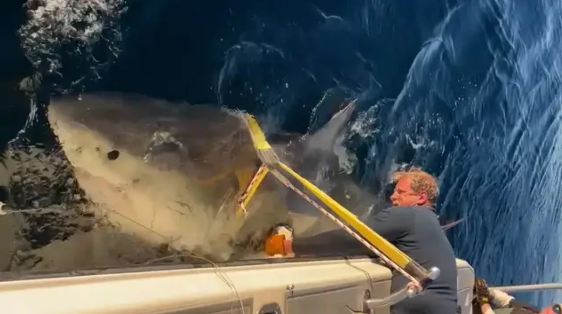 1774004365_Najveca_bela_ajkula