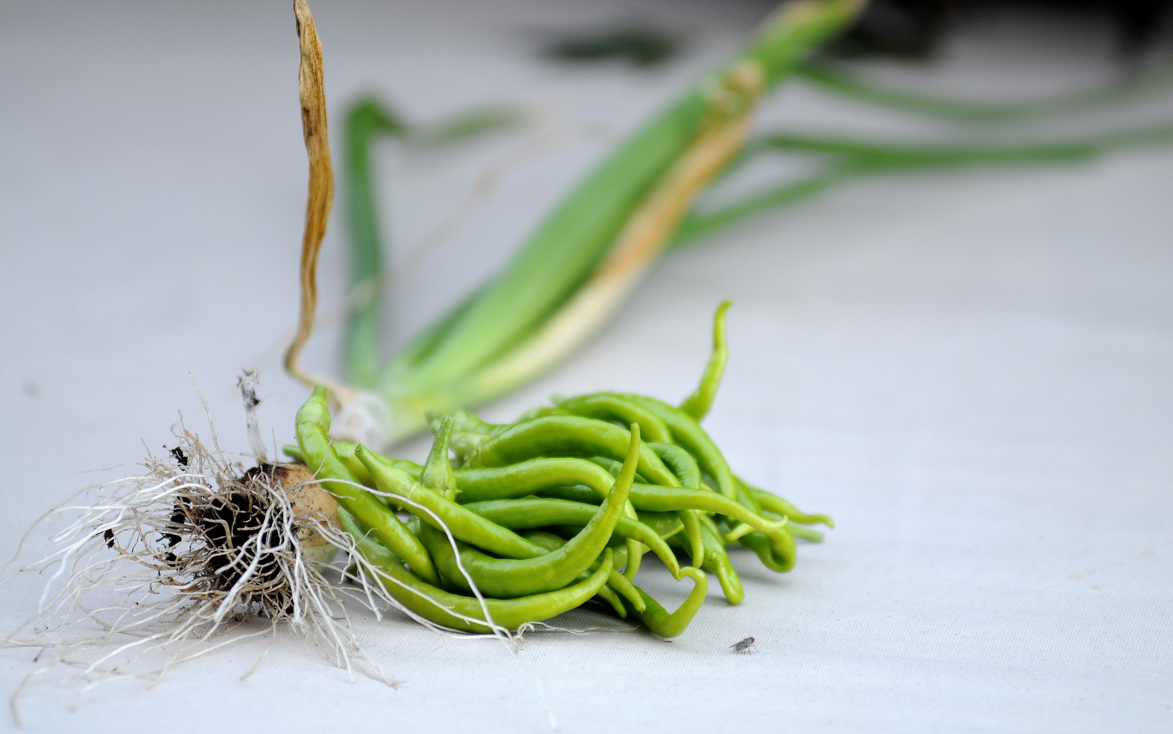 elisa-calvet-b-uVf_mXMhcIU-unsplash