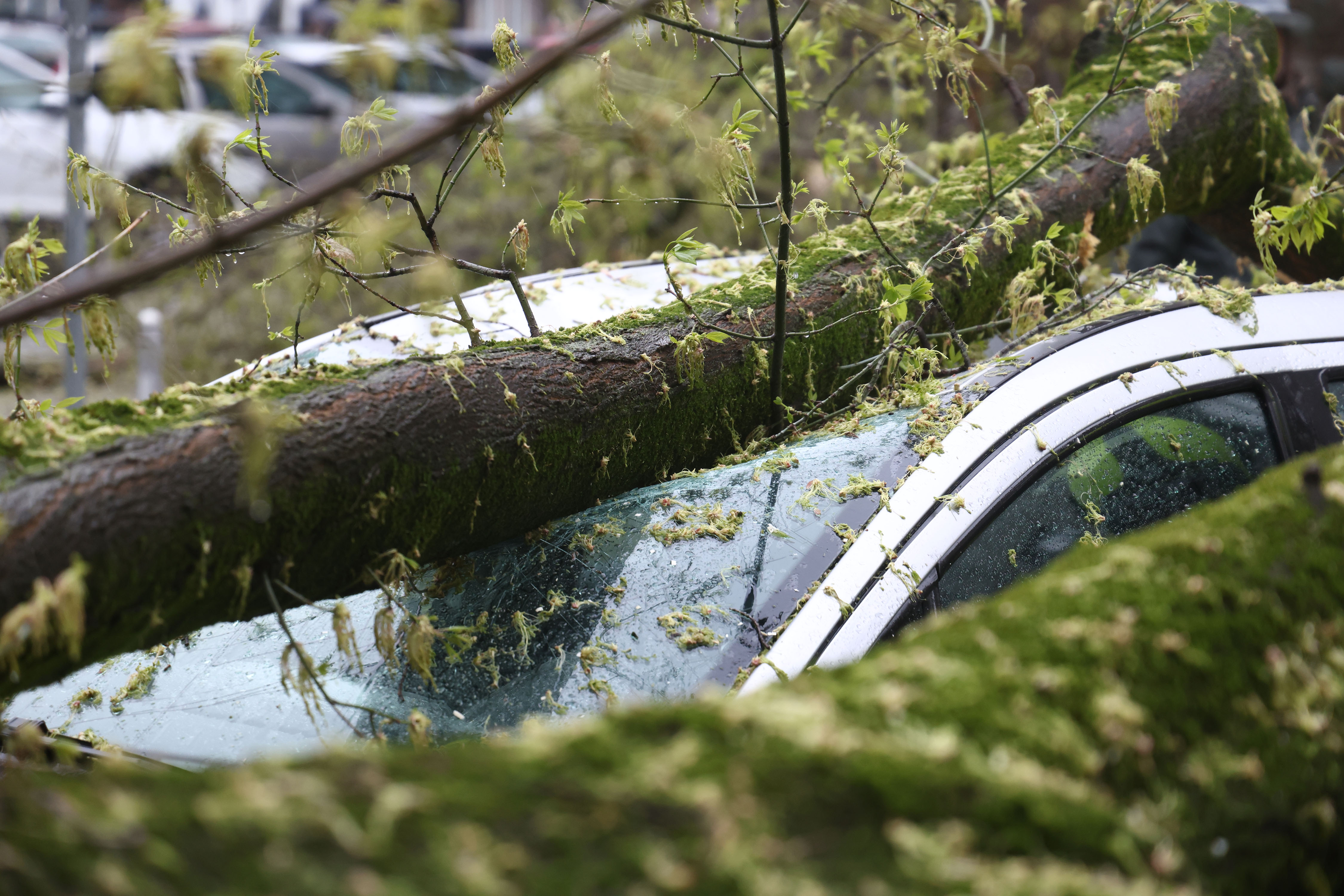 26.03.2026.Zagreb - Nevrijeme i jak vjetar srušili su nekoliko stabala u centru grada te stvorili apsolutni prometni kaos.Drveca padaju po atomobilima  Photo: Josip Mikacic/PIXSELL