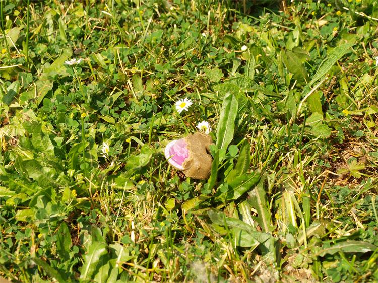 Oralna vakcinacija lisica