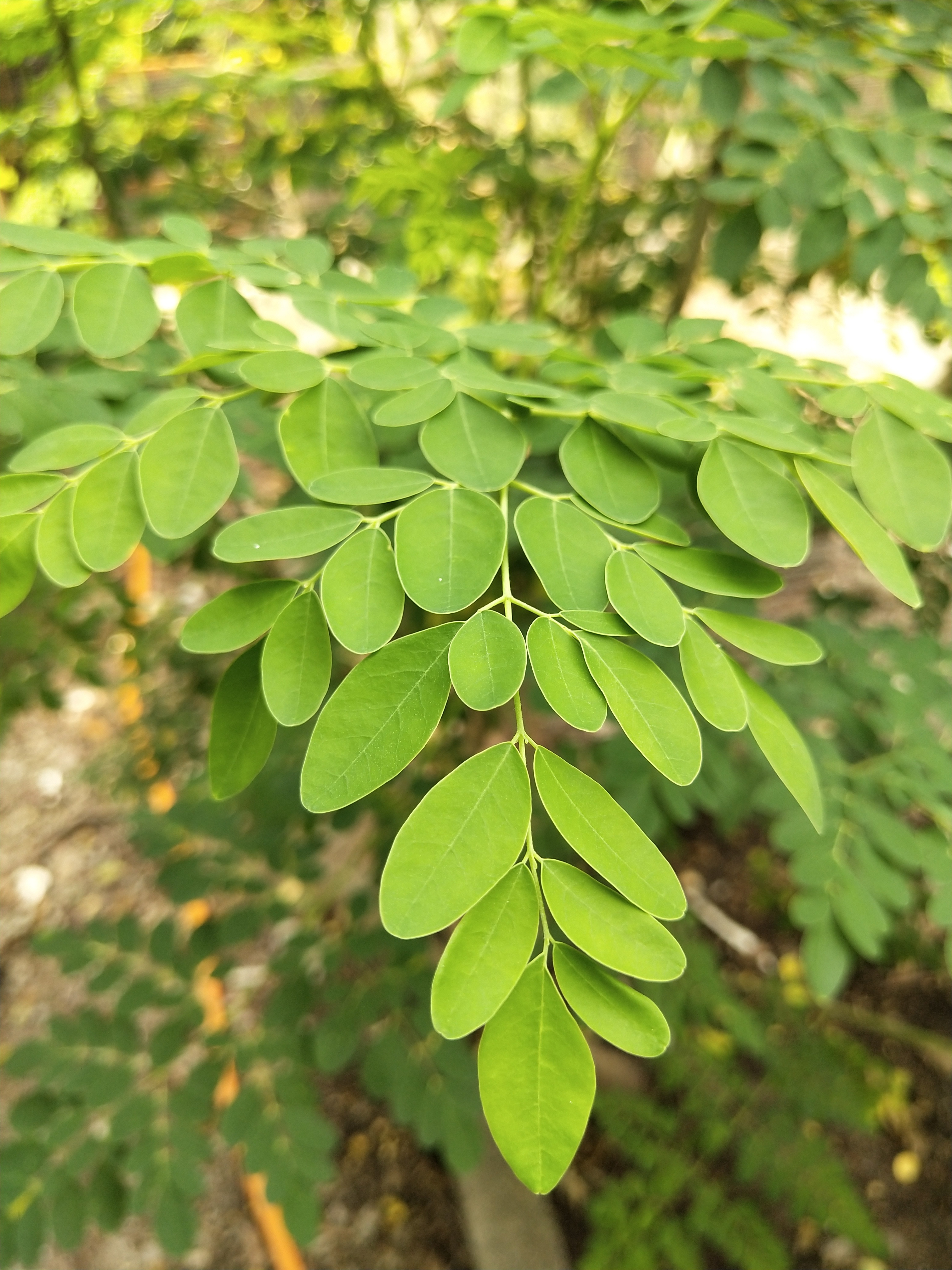 Moringa PIXABAY