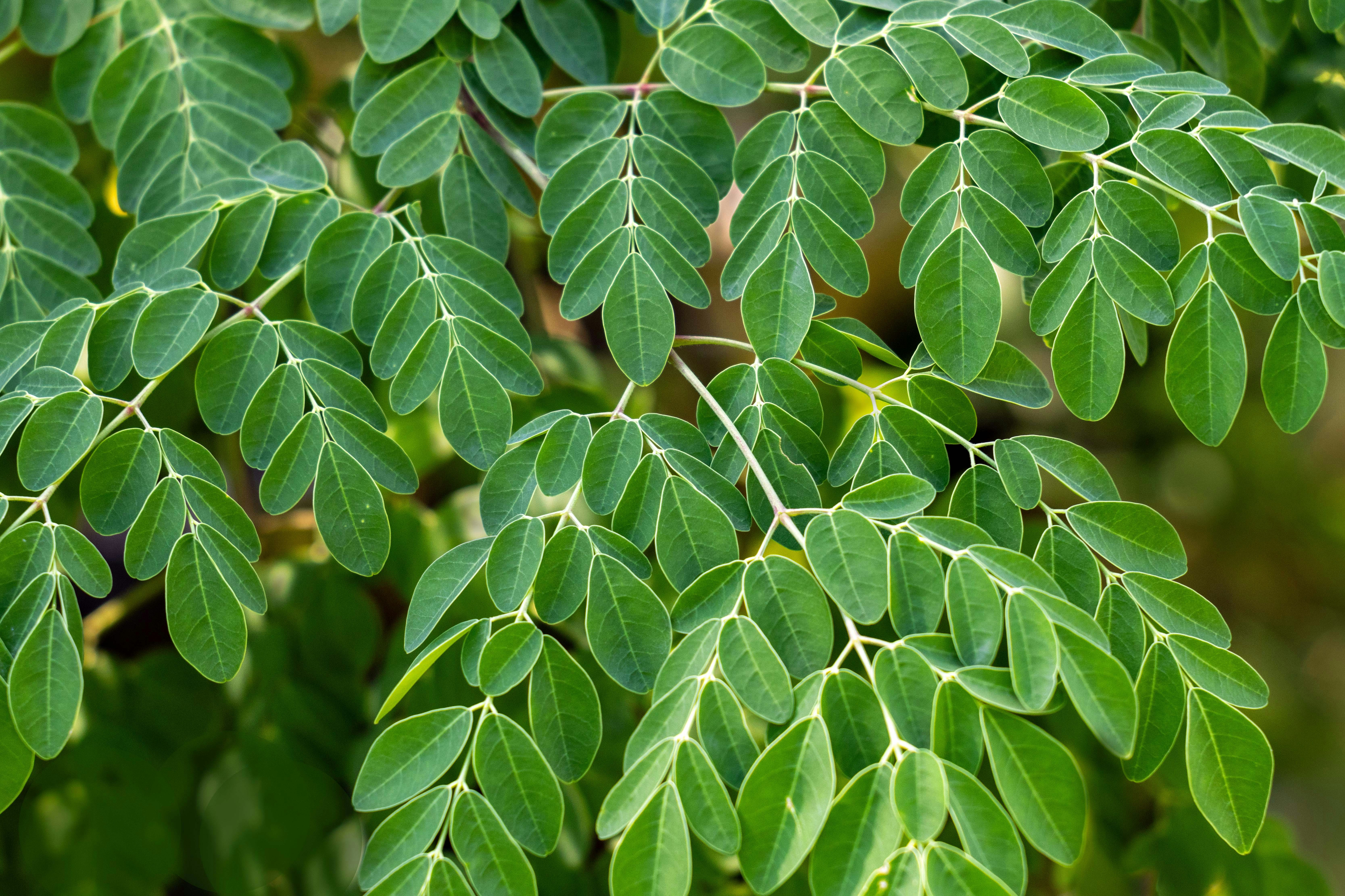 Moringa UNSPLASH