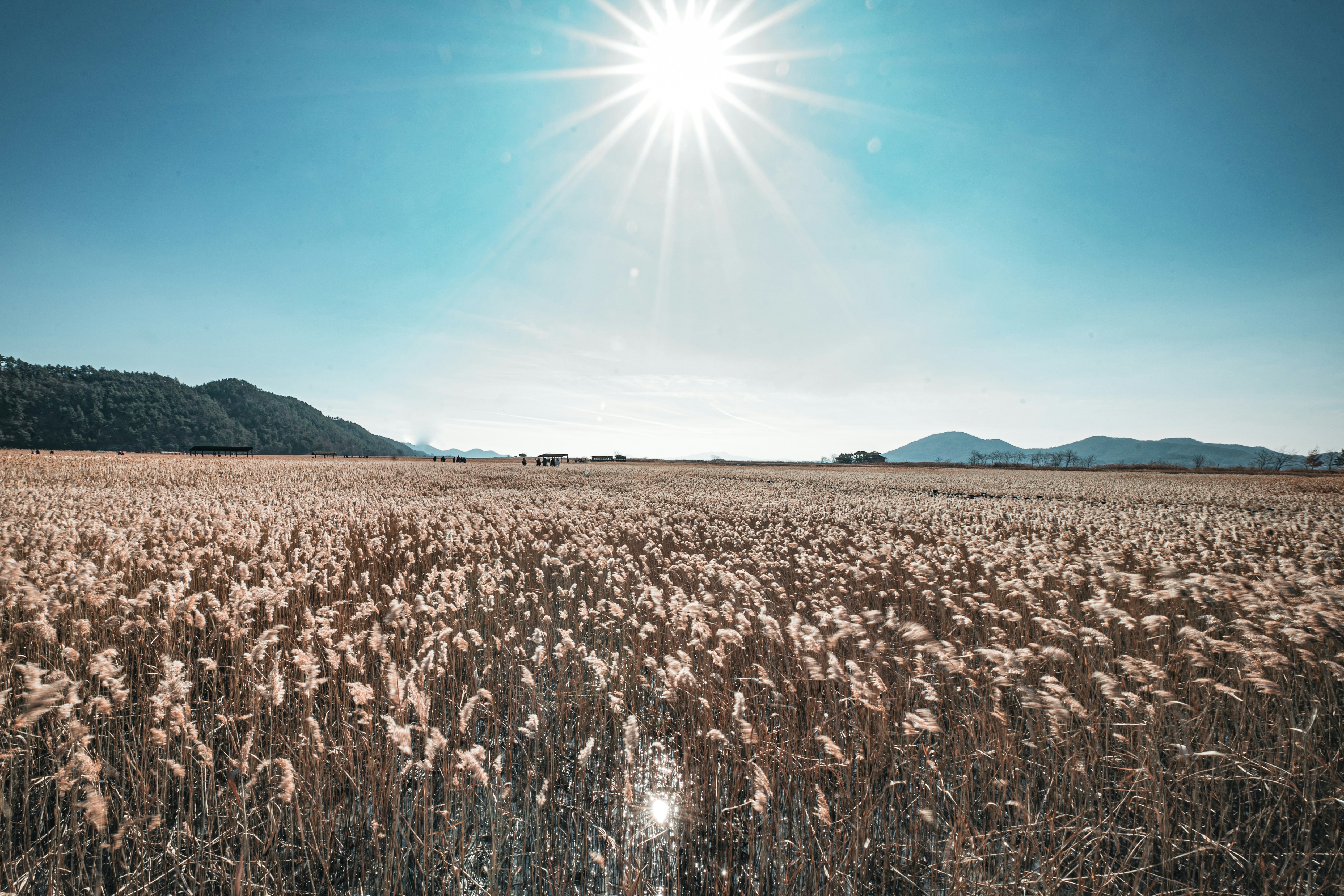vrućina polje UNSLASH