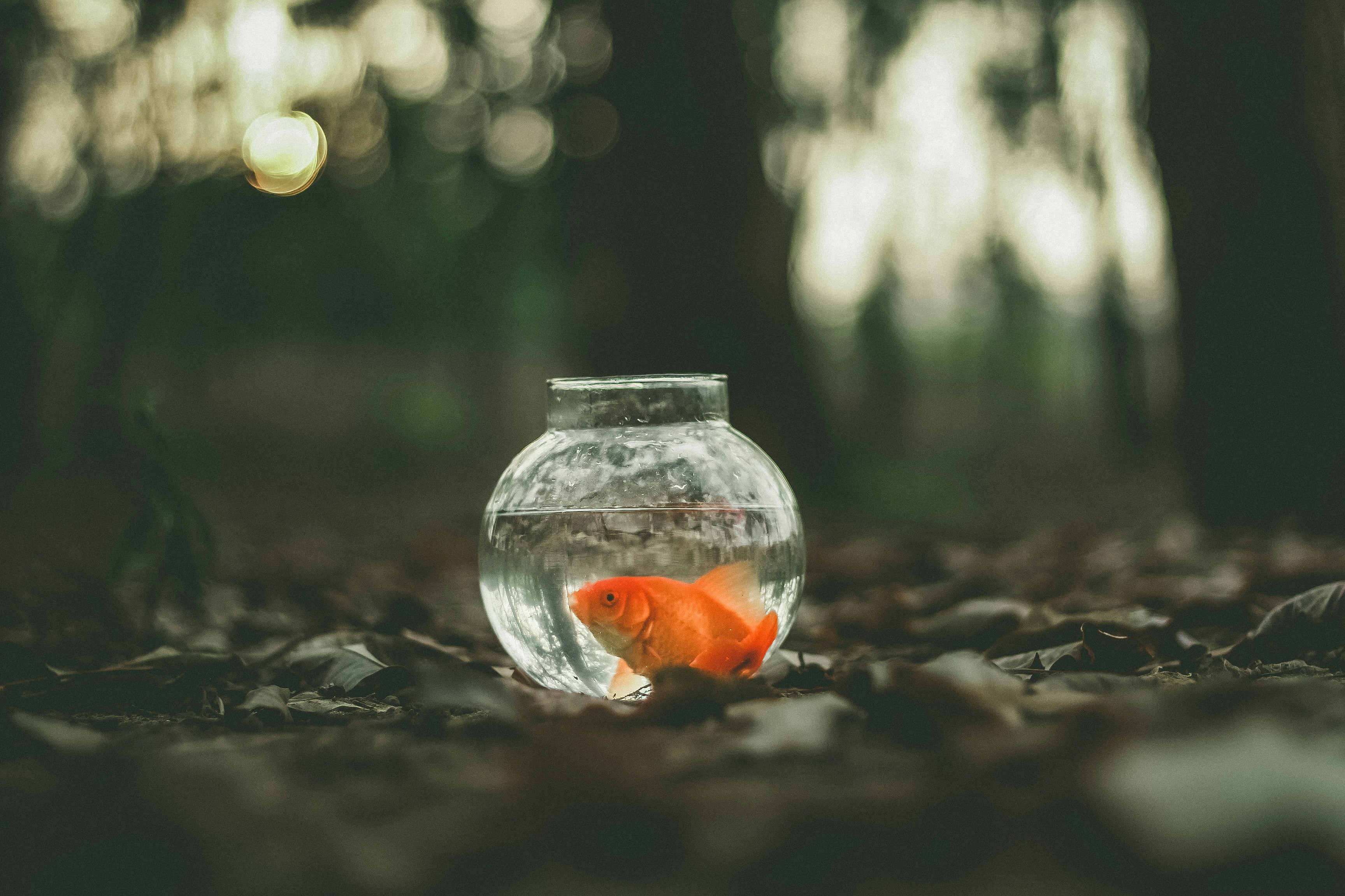 zlatna ribica UNSPLASH