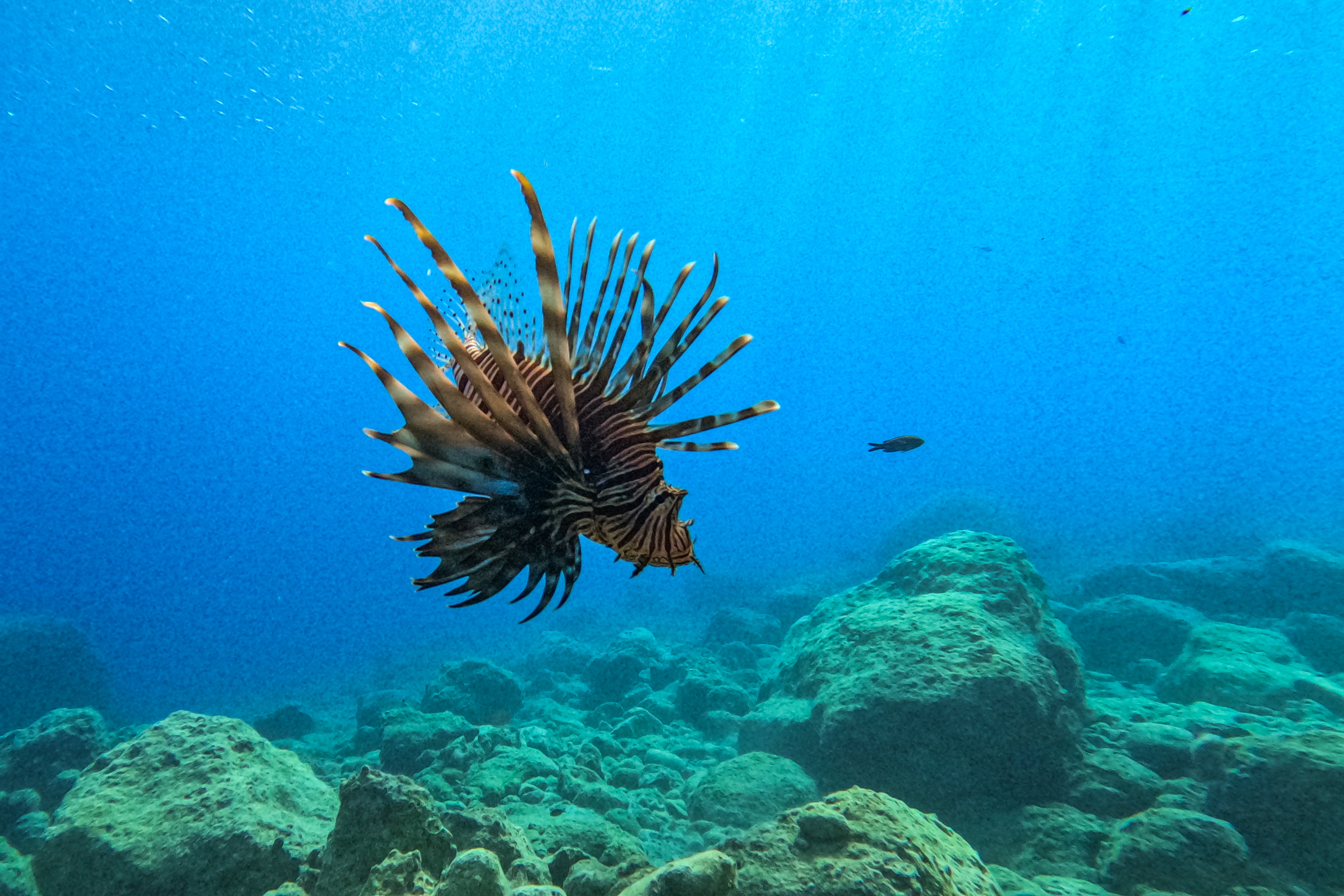 A lionfish (Pterois) swims along the rocky bottom off the coast of Monemvasia, a tied island off the east coast of the Peloponnese on mainland Greece on August 13, 2025. )