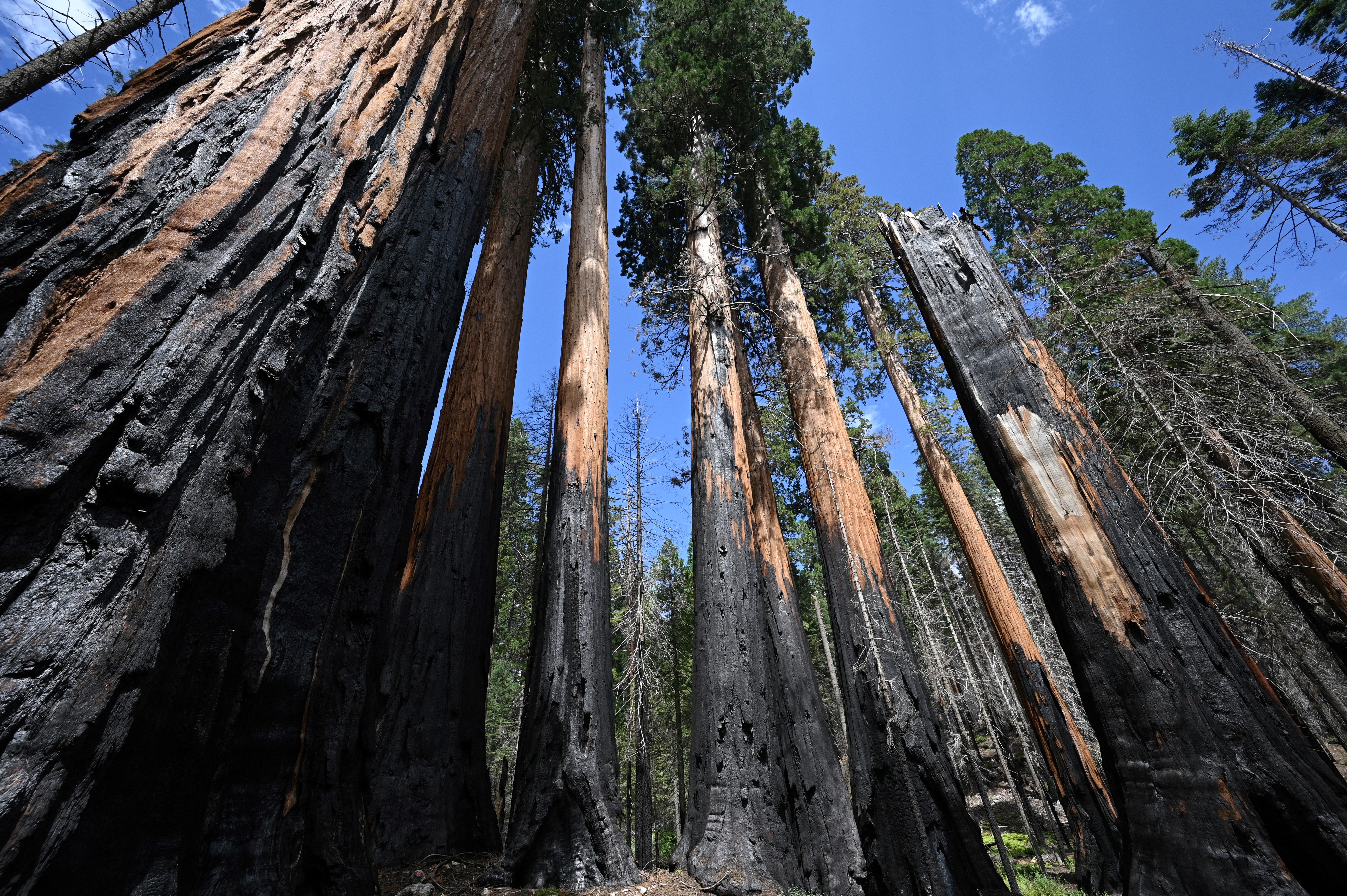 Giant Sequoia trees with basal burns from wildfires are seen in the Giant Sequoia tree and mixed conifer forest of the Redwood Mountain Grove in Kings Canyon National Park on the western slope of California's Sierra Nevada mountains, on August 24, 2023.