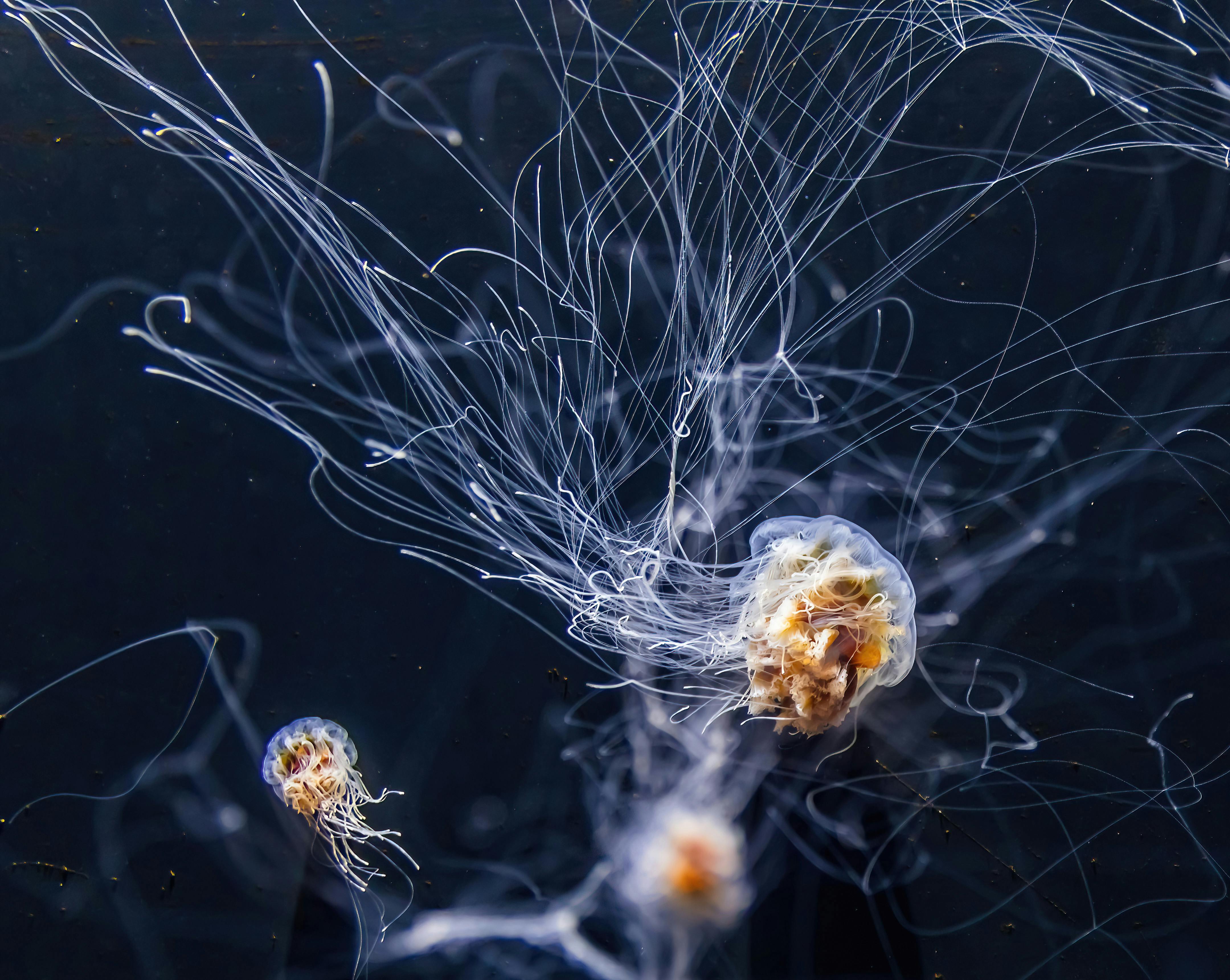 Meduza