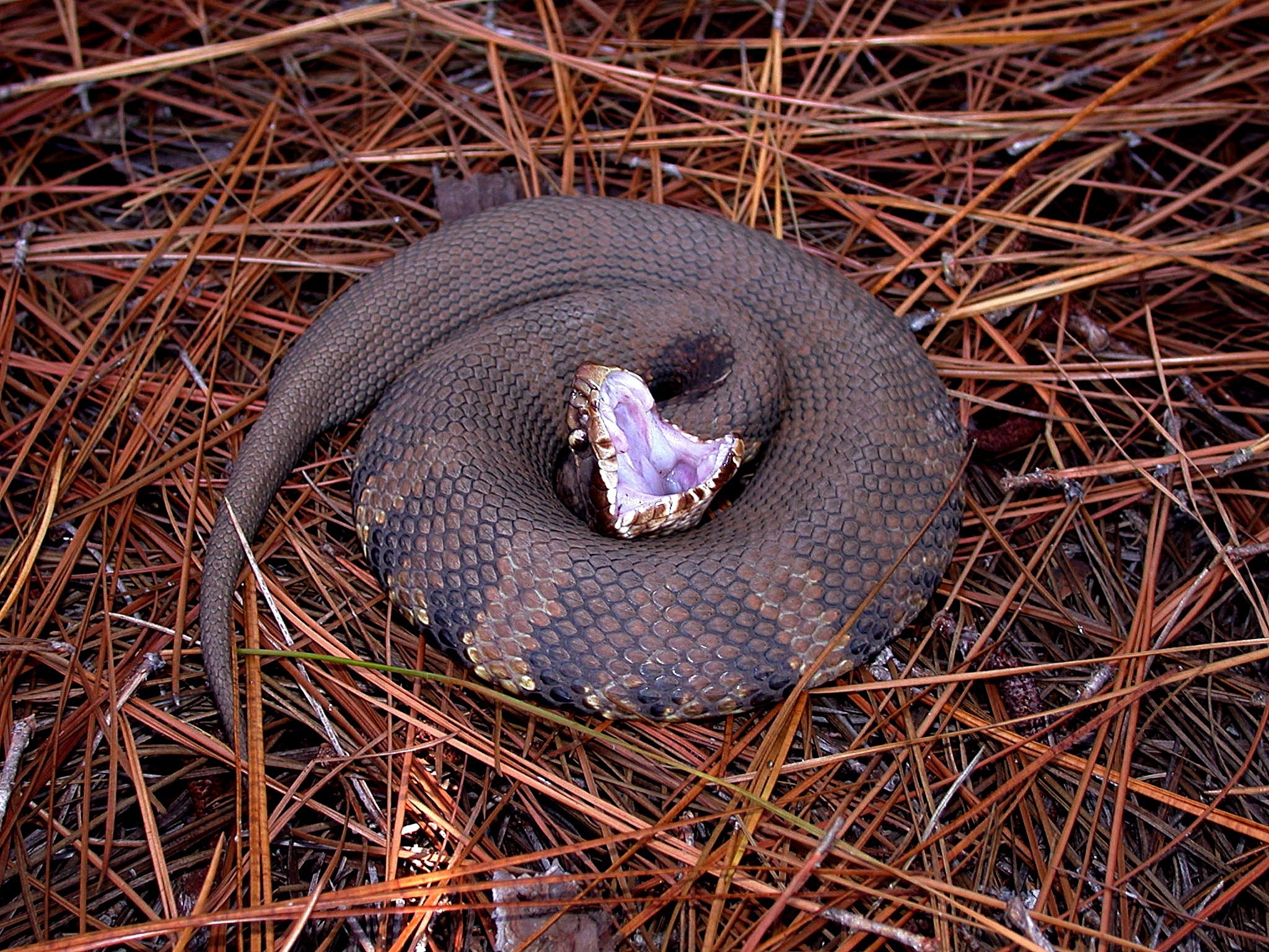 fotoshoptofs-snake-1332381