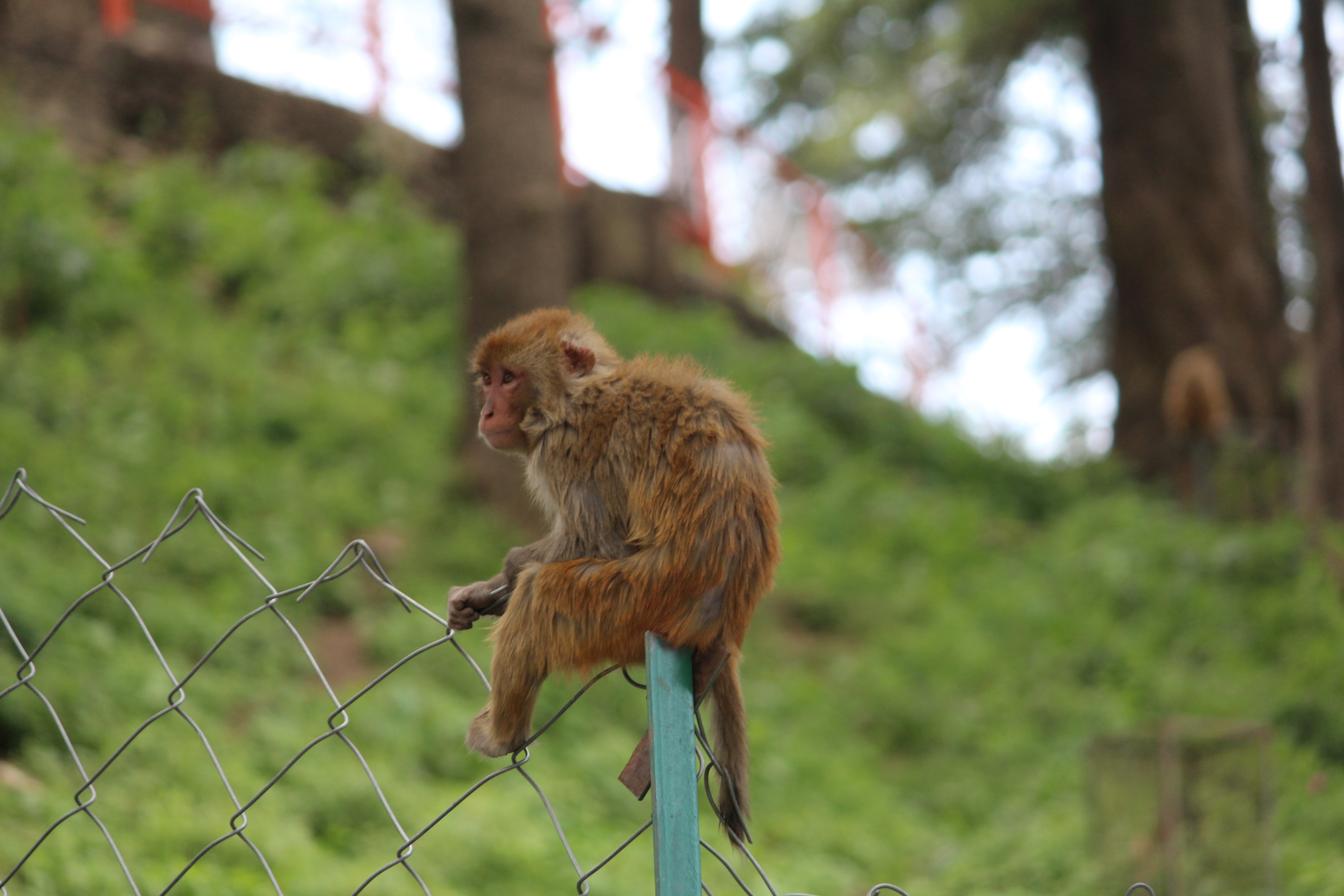 tanuj_handa-monkey-2612259