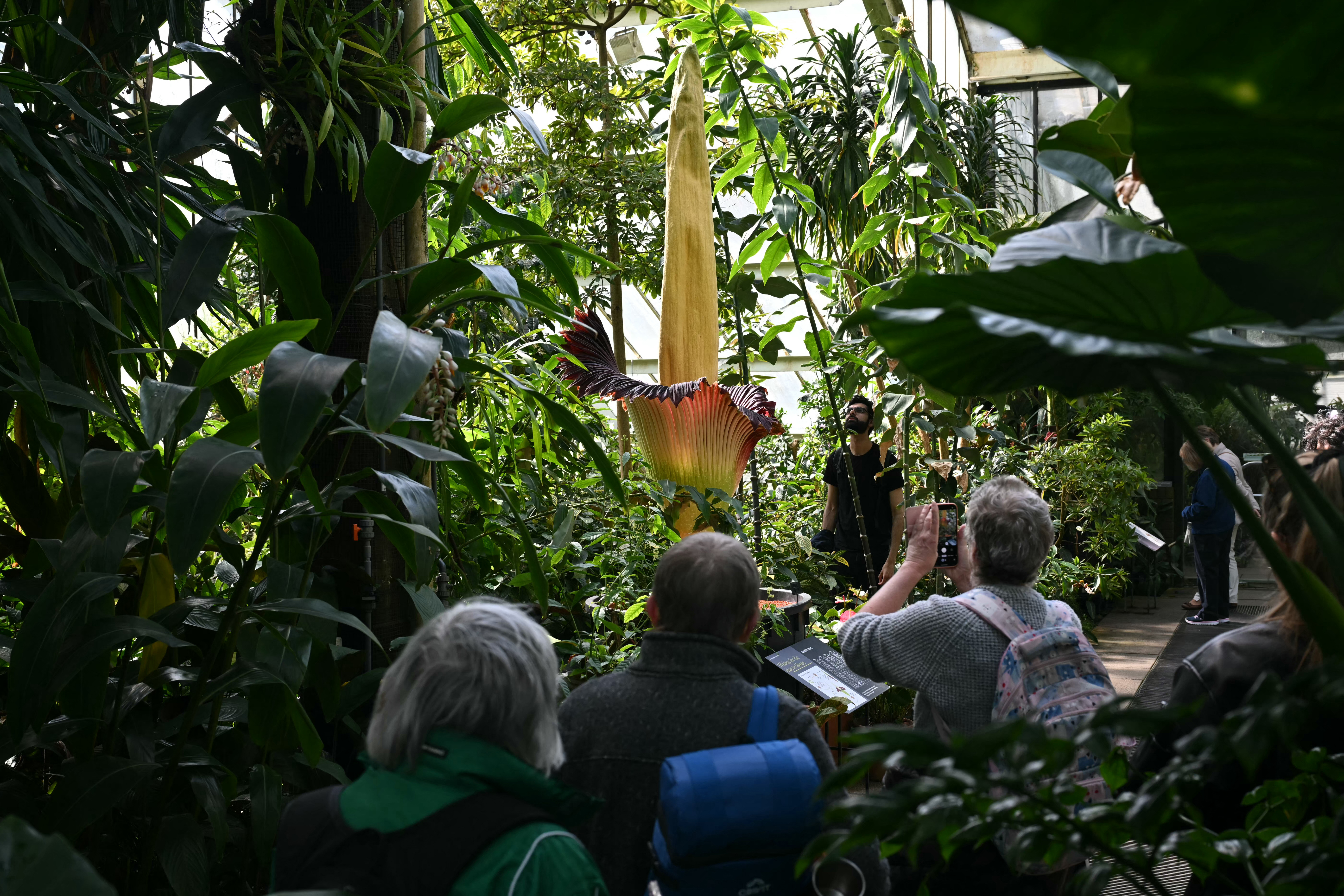 Members of the public study of the flowering titan arum in bloom at the Princess of Wales Conservatory at Kew Gardens in south-west London on April 28, 2026