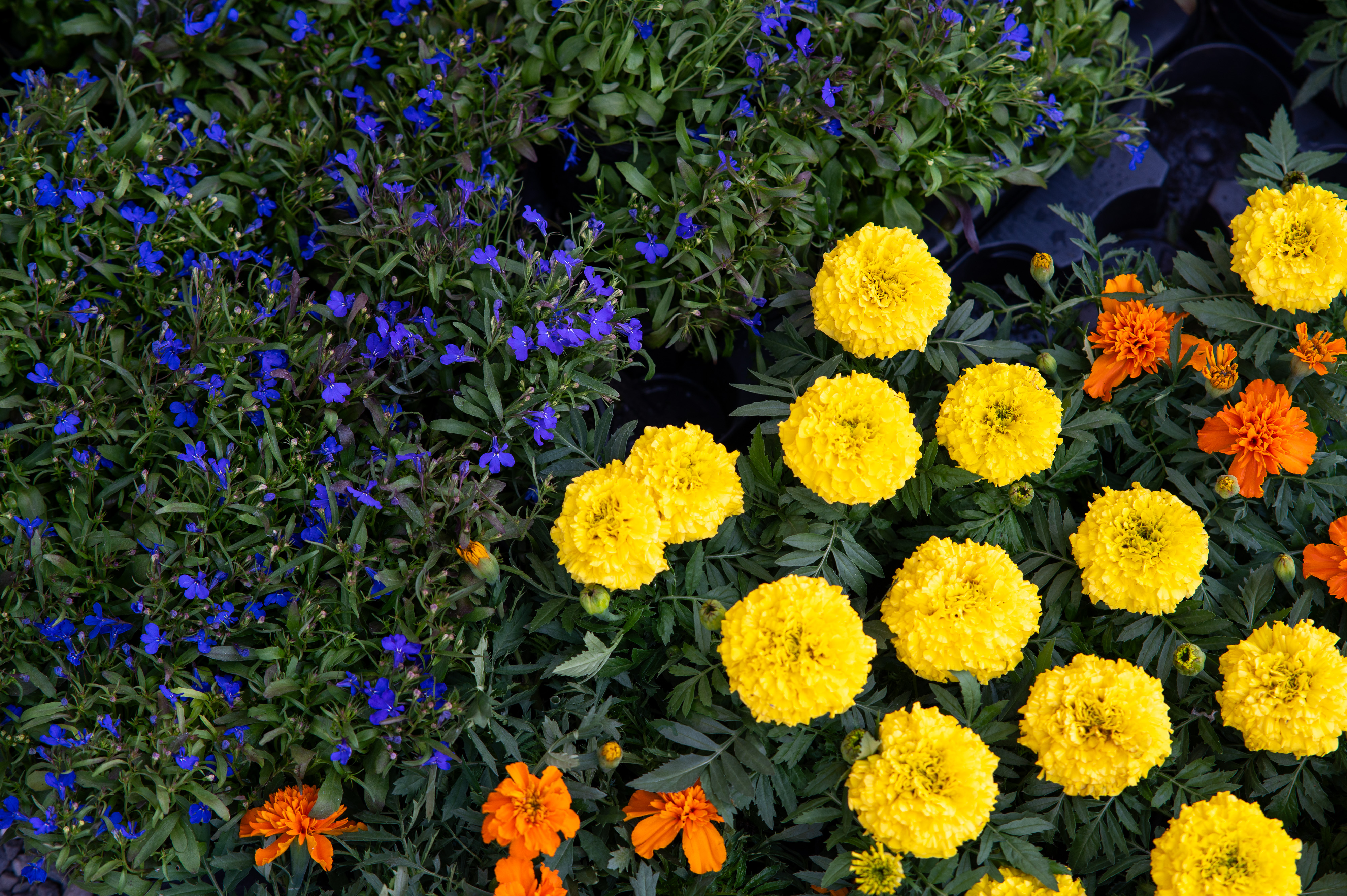 11.05.2025., Zagreb - Posljednji dan medjunarodjne vrtne izlozbe FloraArt. Photo: Luka Antunac/PIXSELL