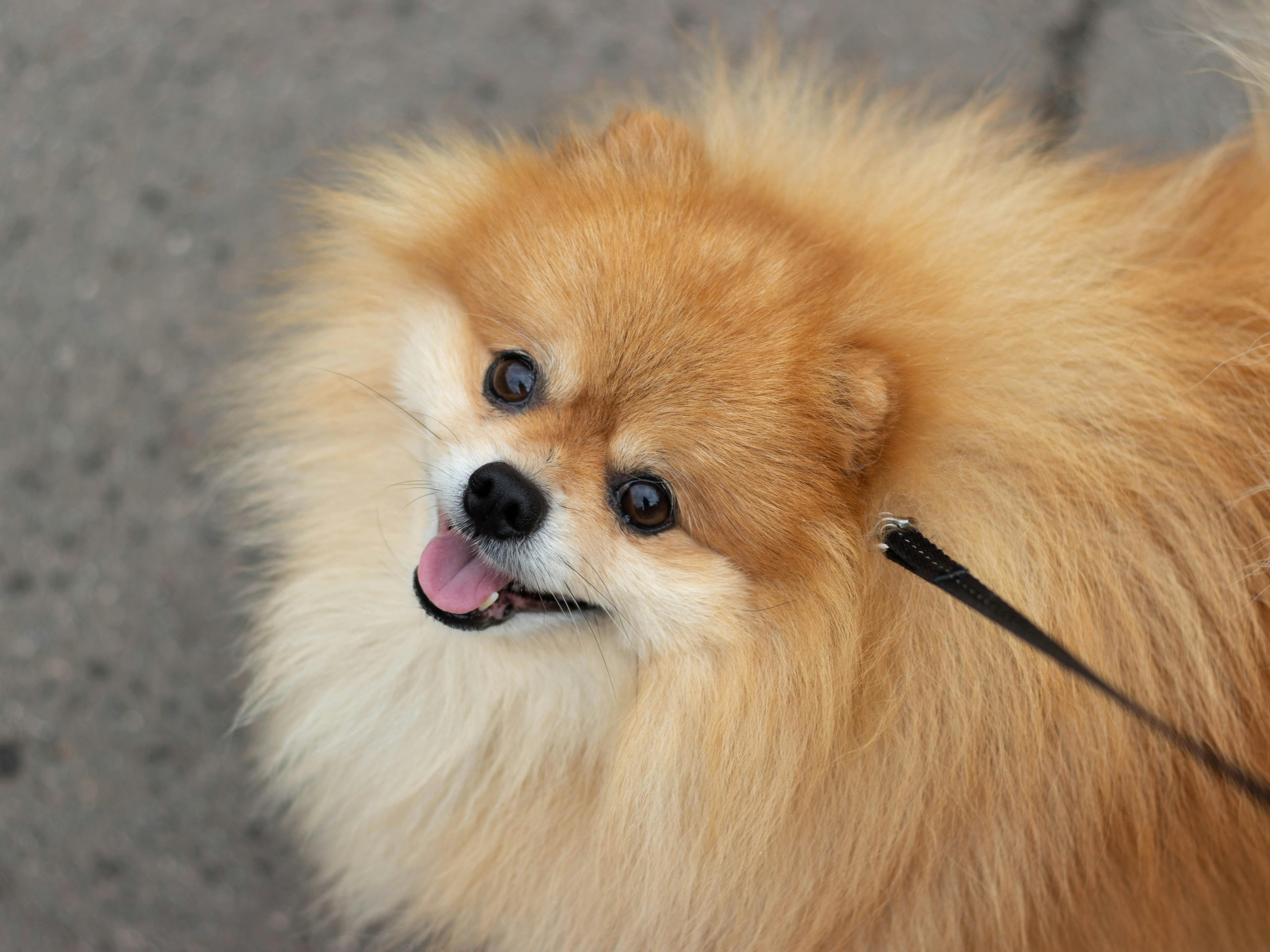 Pomeranac