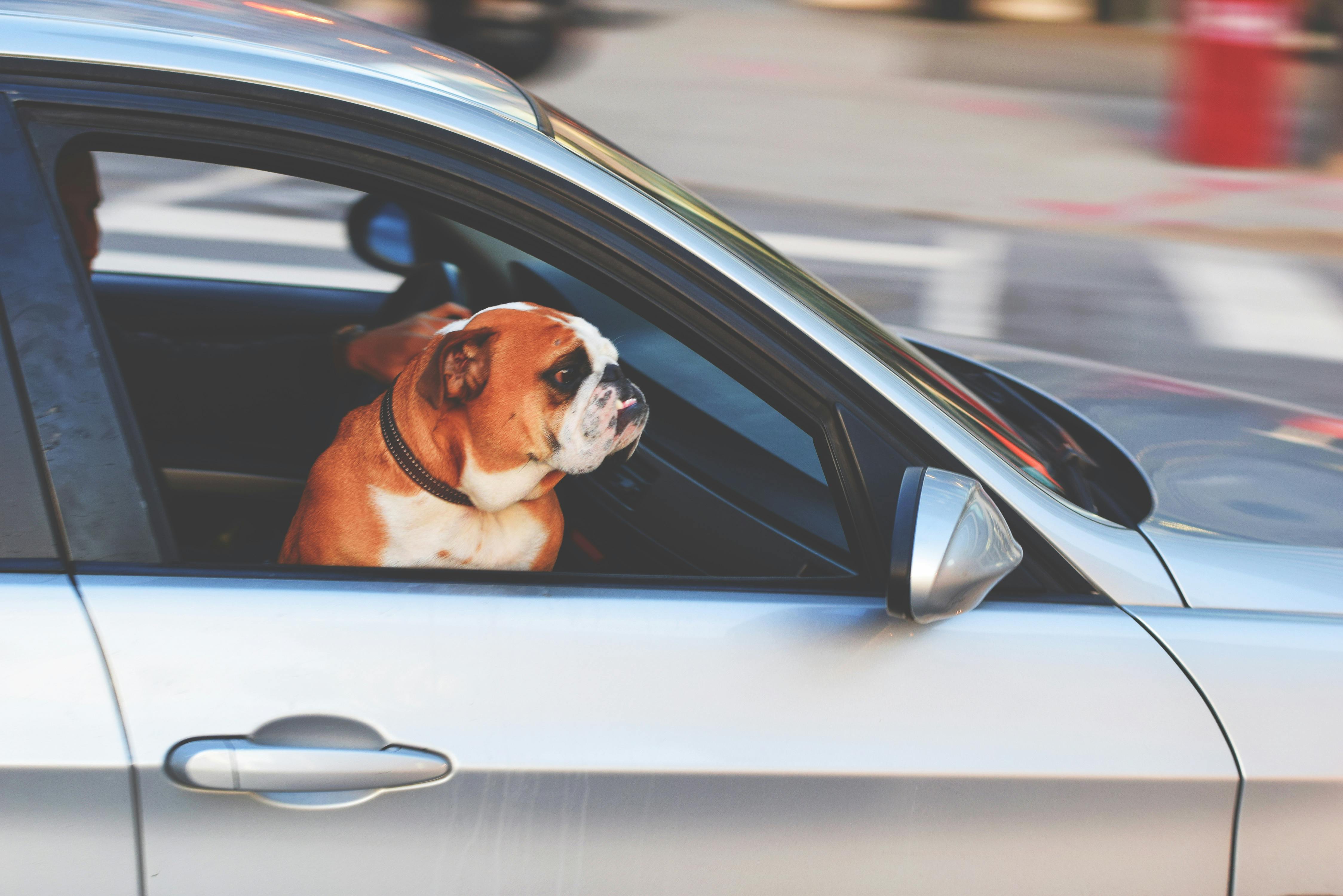 Pas u automobilu