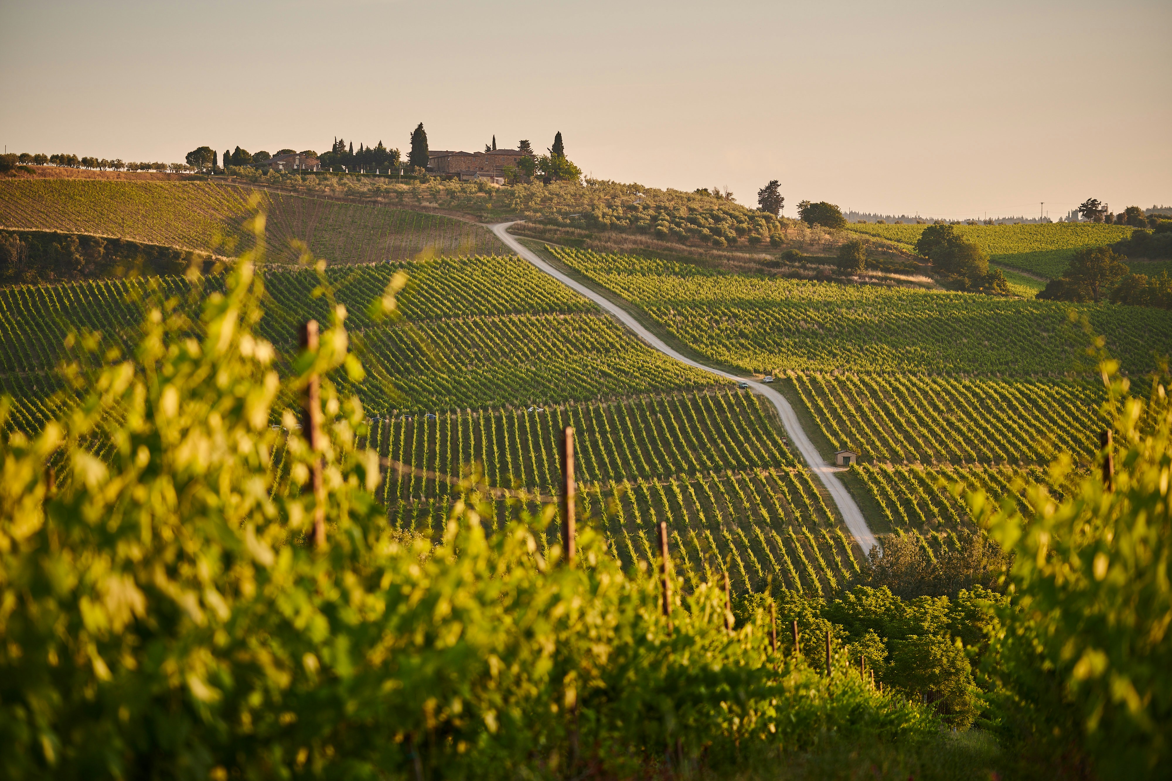 Toskana vinograd UNSPLASH