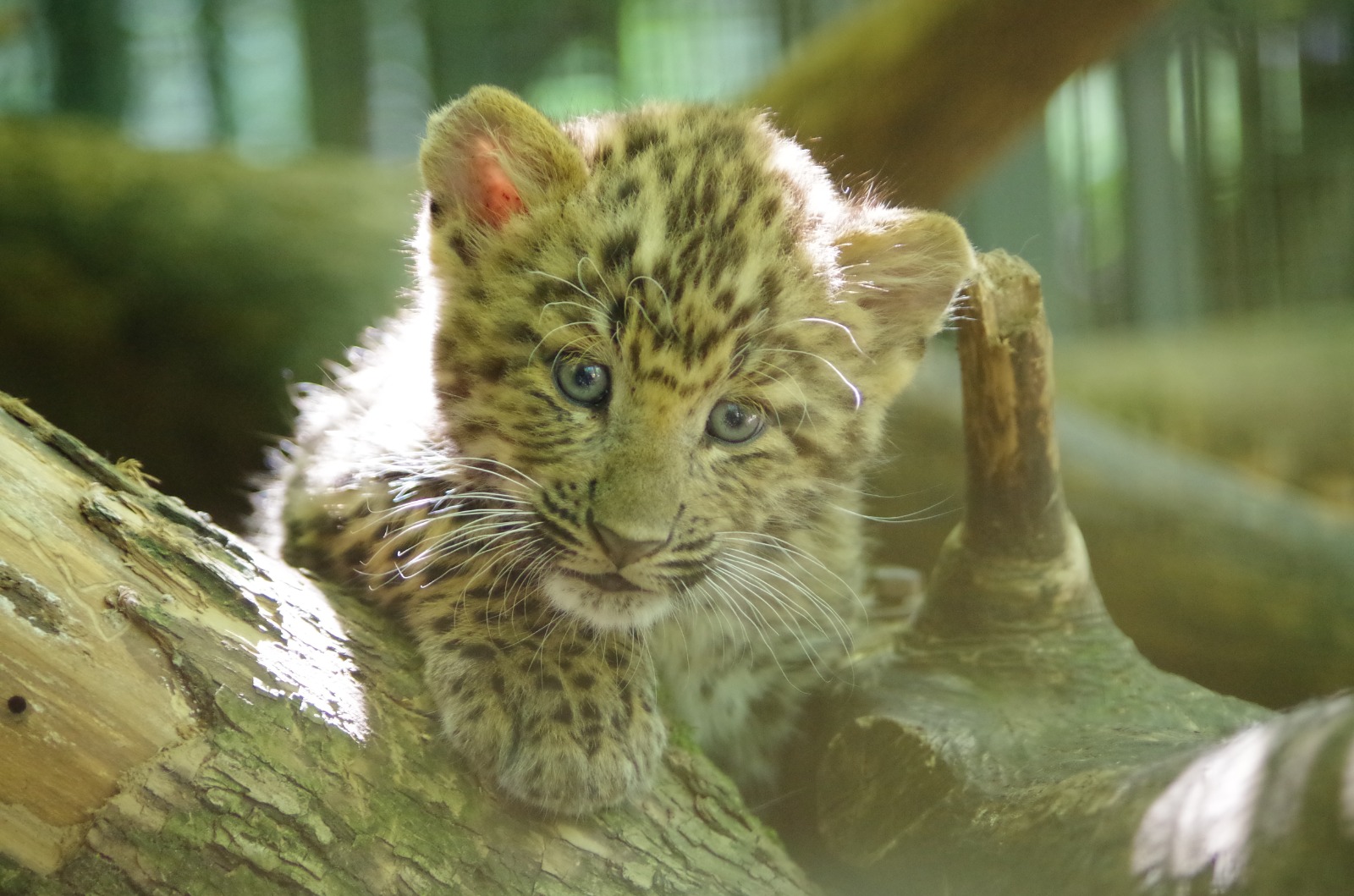 kineski leopard