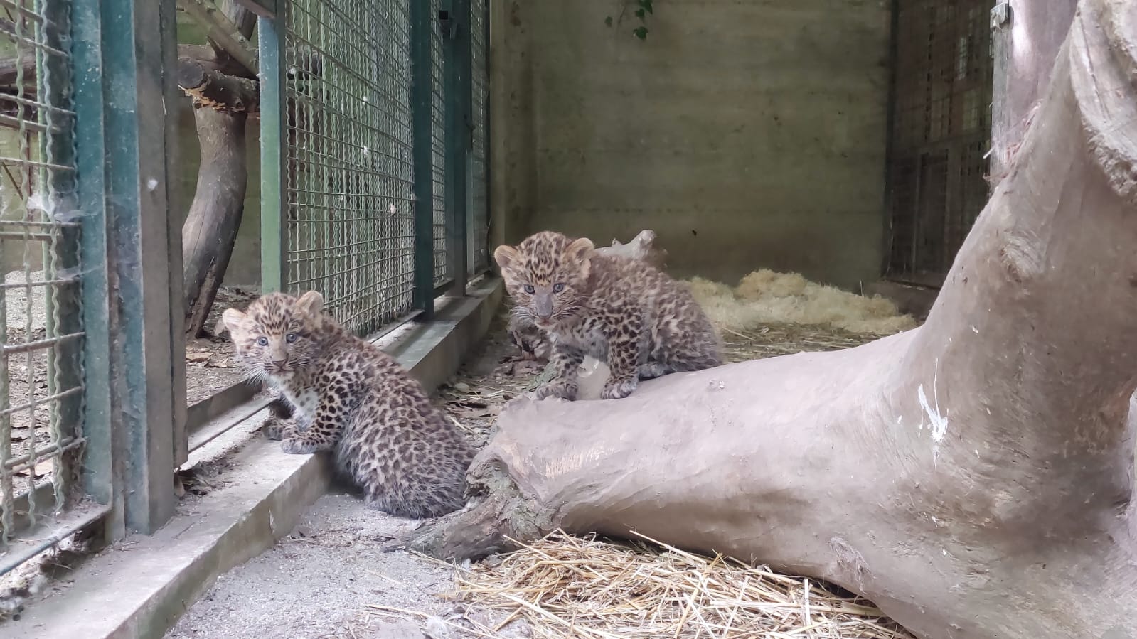 kineski leopard