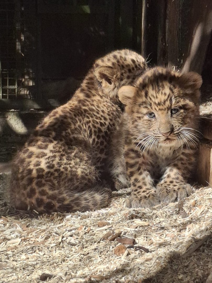kineski leopard