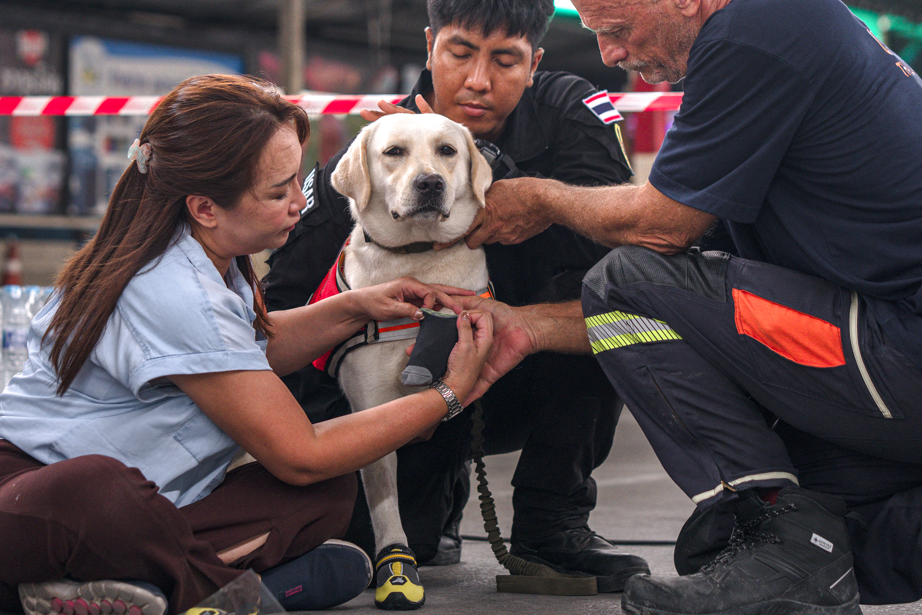Naun, a Labrador Retriever of a Thai K9 rescue unit, gets protective boots on before taking part in search-and-rescue operations at the site of an under-construction building collapse in Bangkok on April 1, 2025.