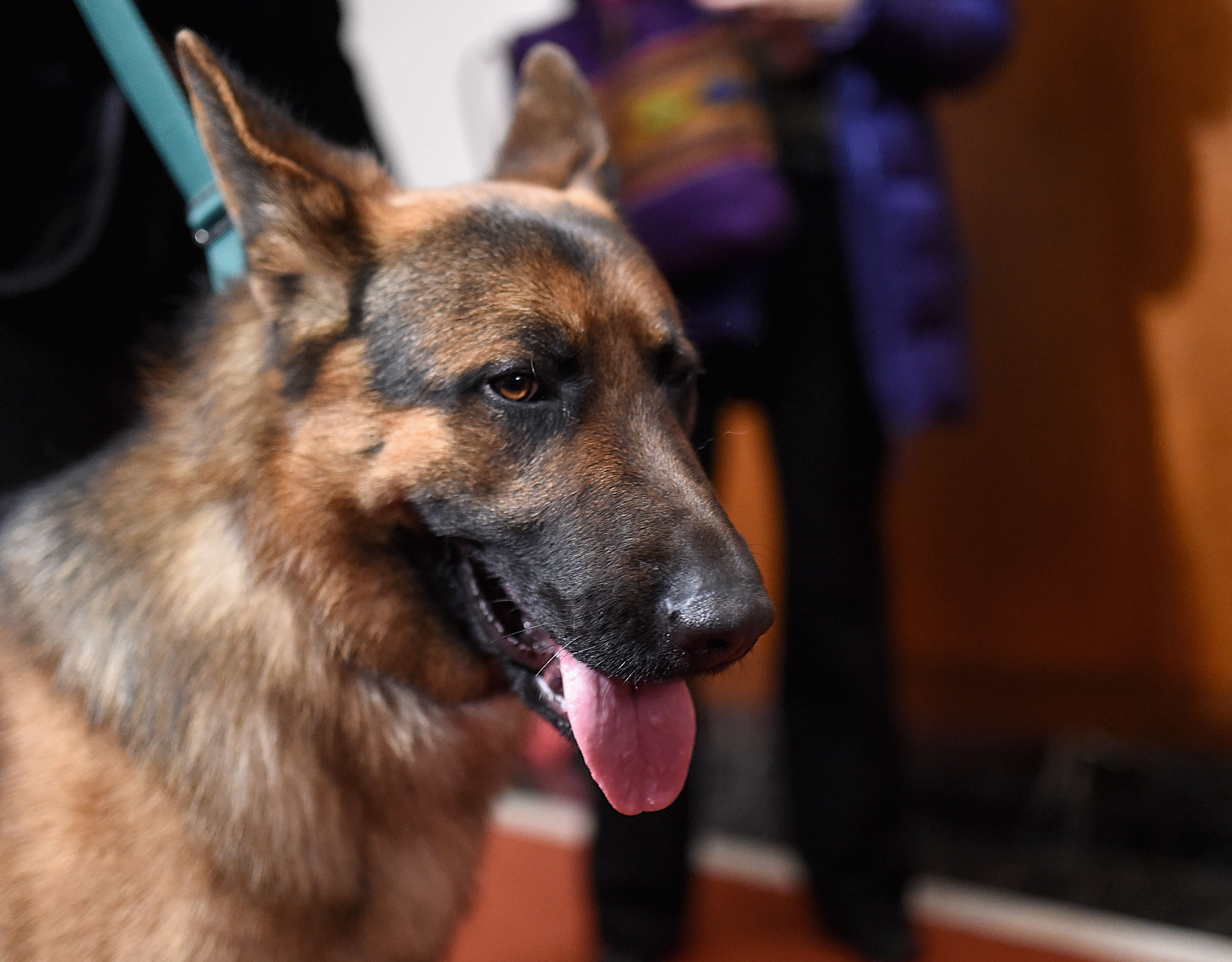 NEW YORK, NY - FEBRUARY 22: A German Sheperd Dog attends the American Kennel Club Presents The Nation's Most Popular Breeds Of 2015 at AKC Headquarters on February 22, 2016 in New York City.