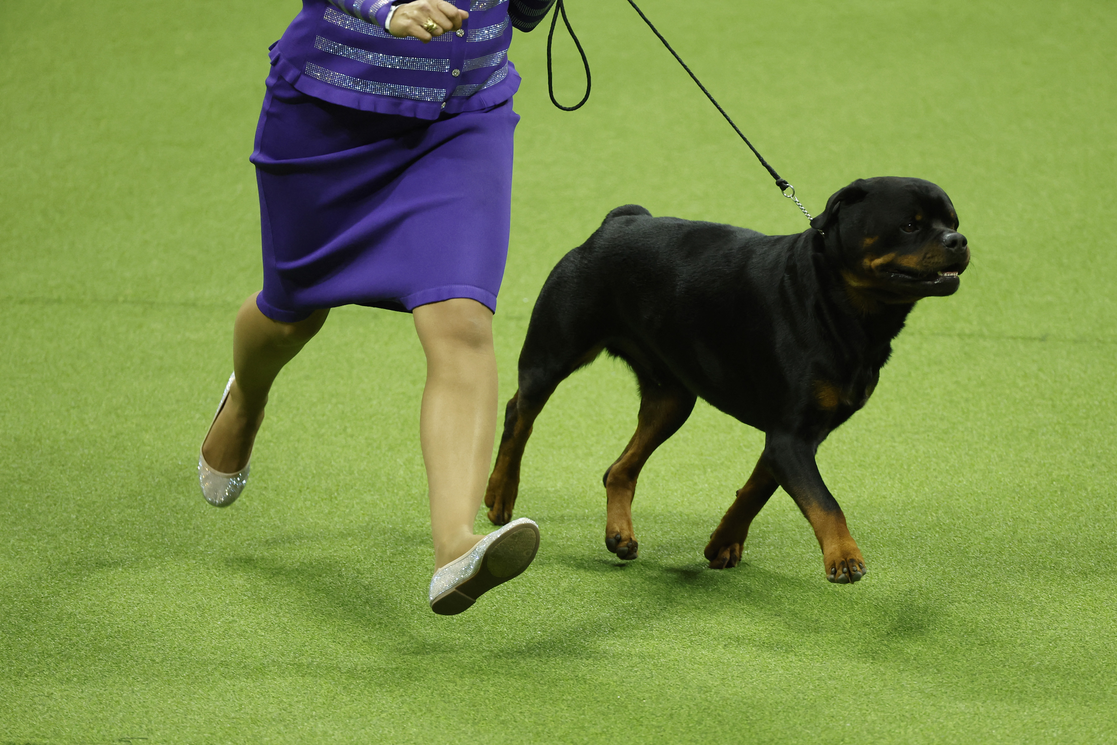 NEW YORK, NEW YORK - MAY 09: A Rottweiler competes in the 147th Annual Westminster Kennel Club Dog Show Presented by Purina Pro Plan at Arthur Ashe Stadium on May 09, 2023 in New York City.