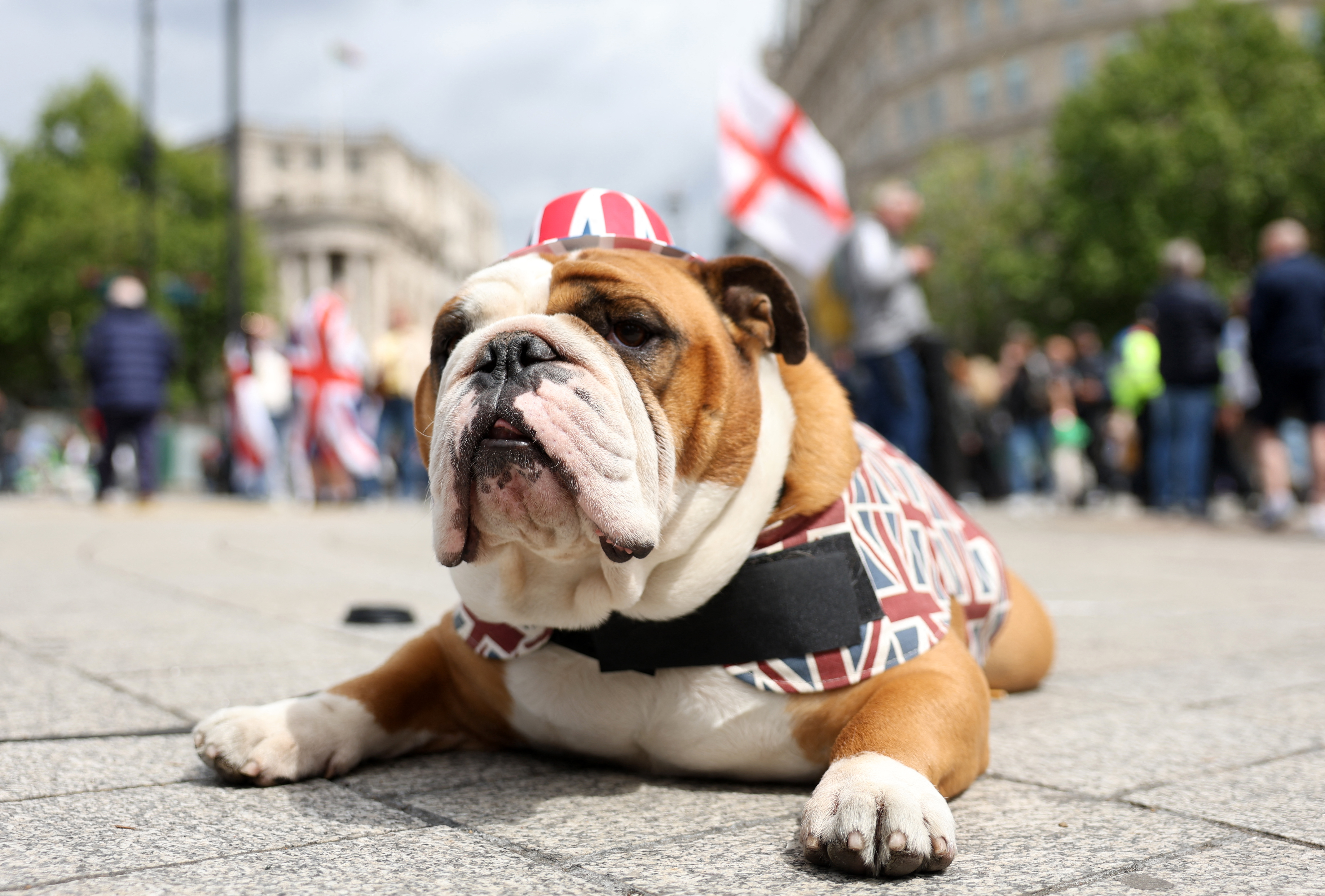 A British Bulldog is pictured as supporters of British far-right activist Tommy Robinson, real name Stephen Yaxley-Lennon, take part in a march organised by Unite The Kingdom, in central London on May 16, 2026.