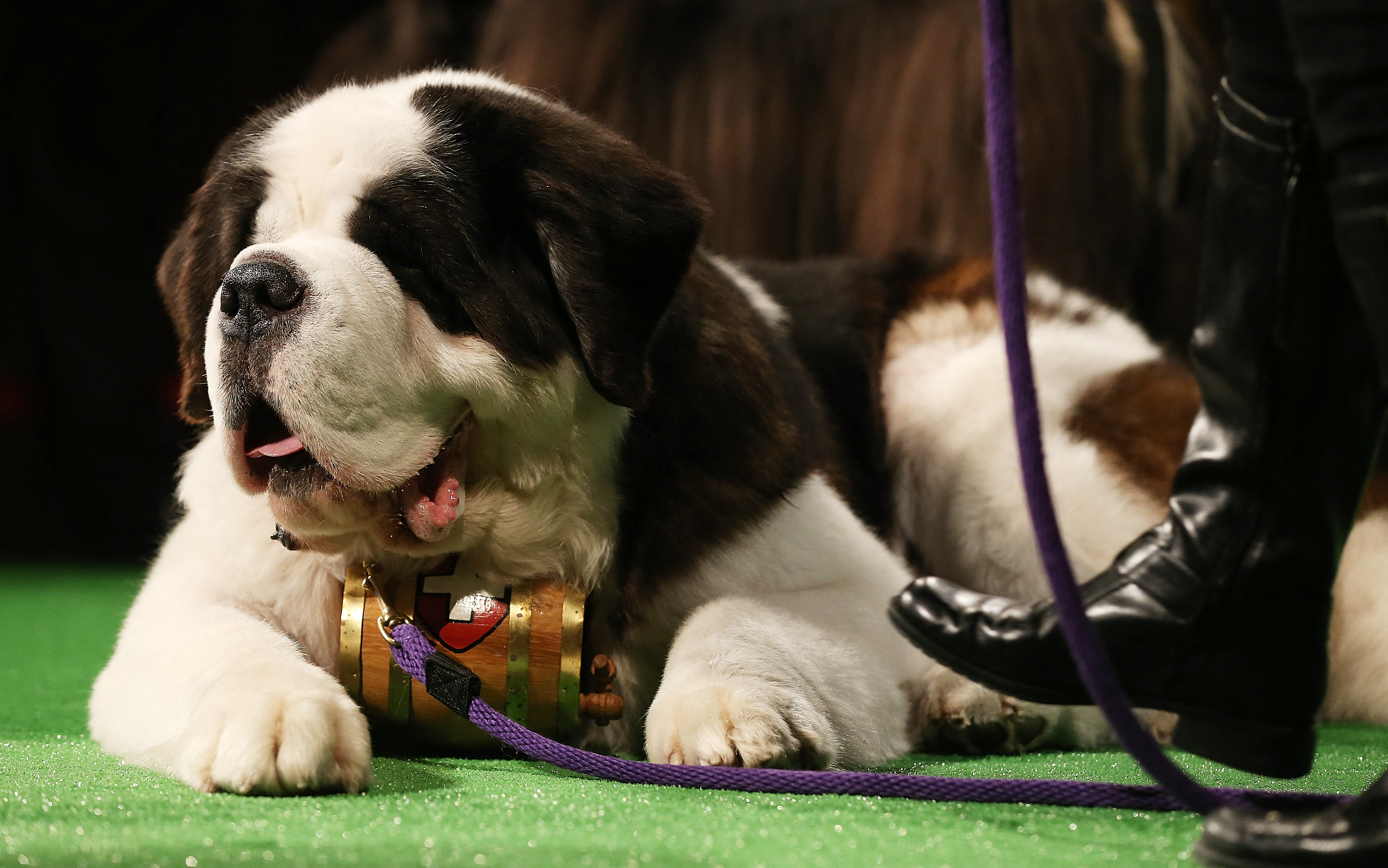 NEW YORK, NY - FEBRUARY 07: Aristocrat, a Saint Bernard, sits at a press conference kicking off the 137th Annual Westminster Kennel Club Dog Show on February 7, 2013 in New York City.