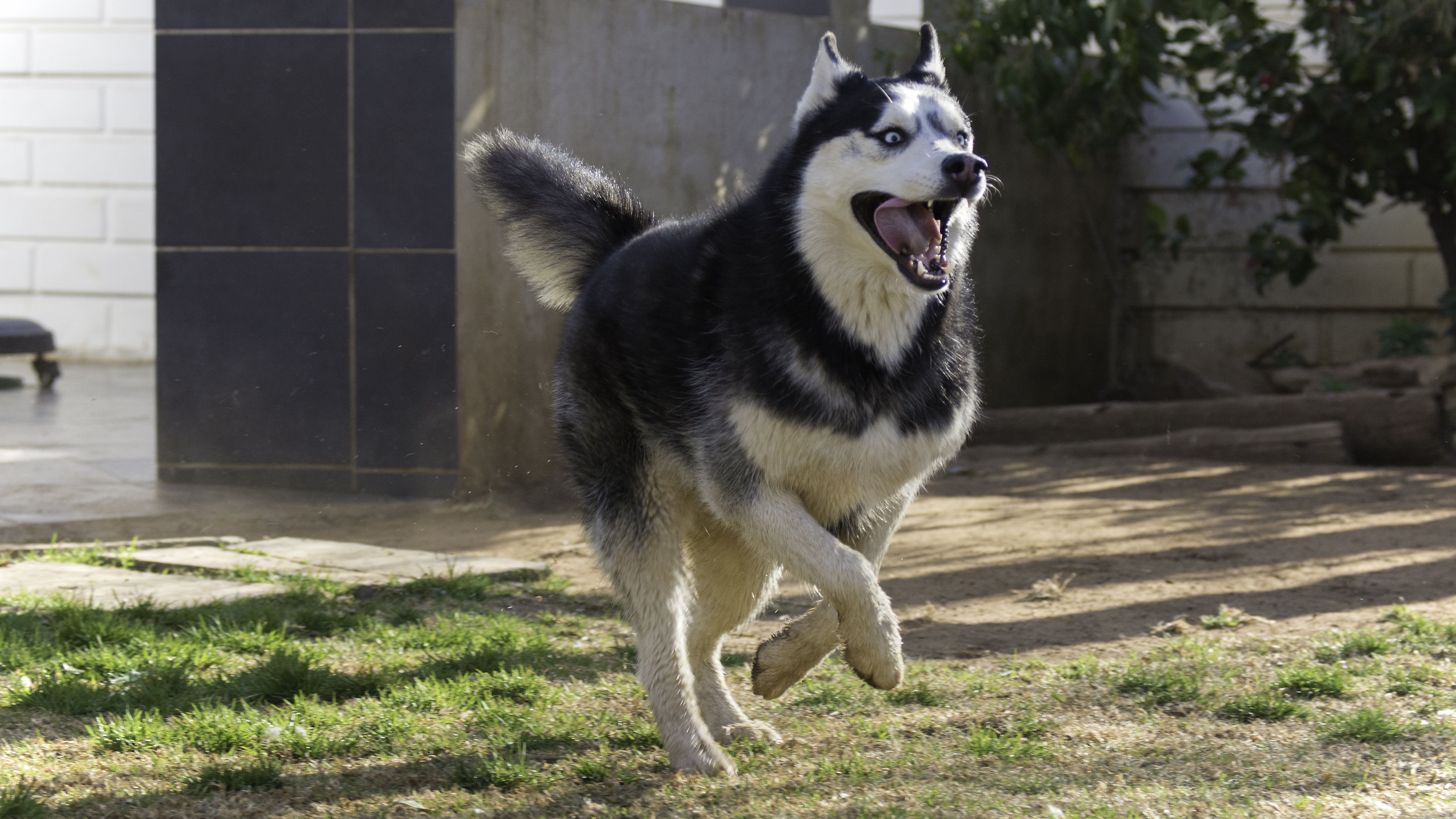 lynettec-siberian-husky-1771667