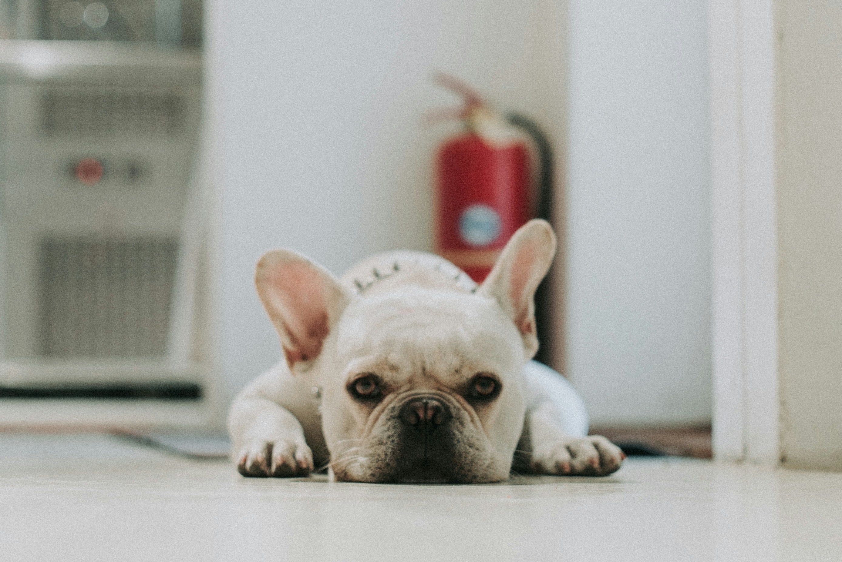 Pas UNSPLASH