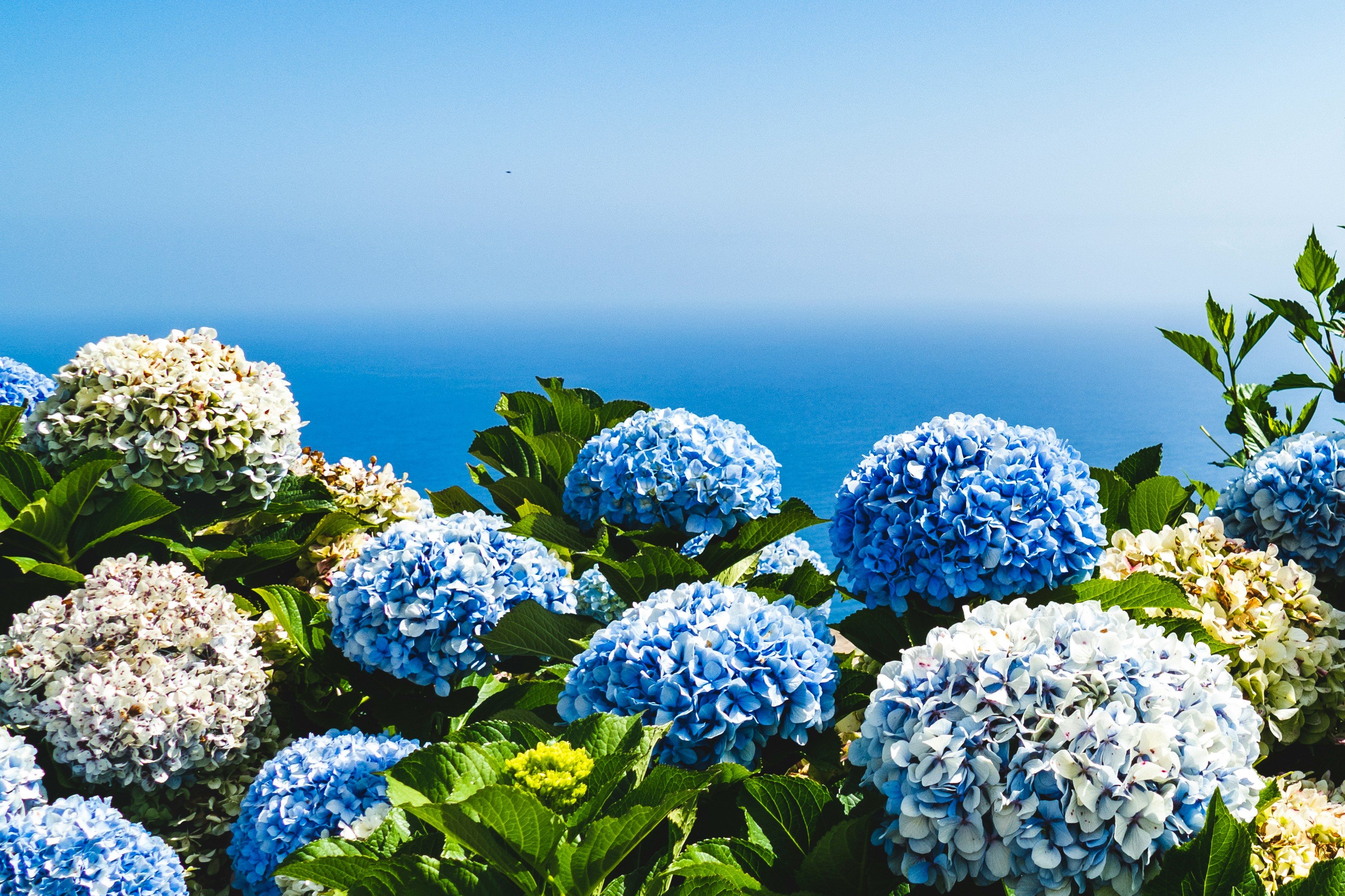 hortenzije UNSPLASH