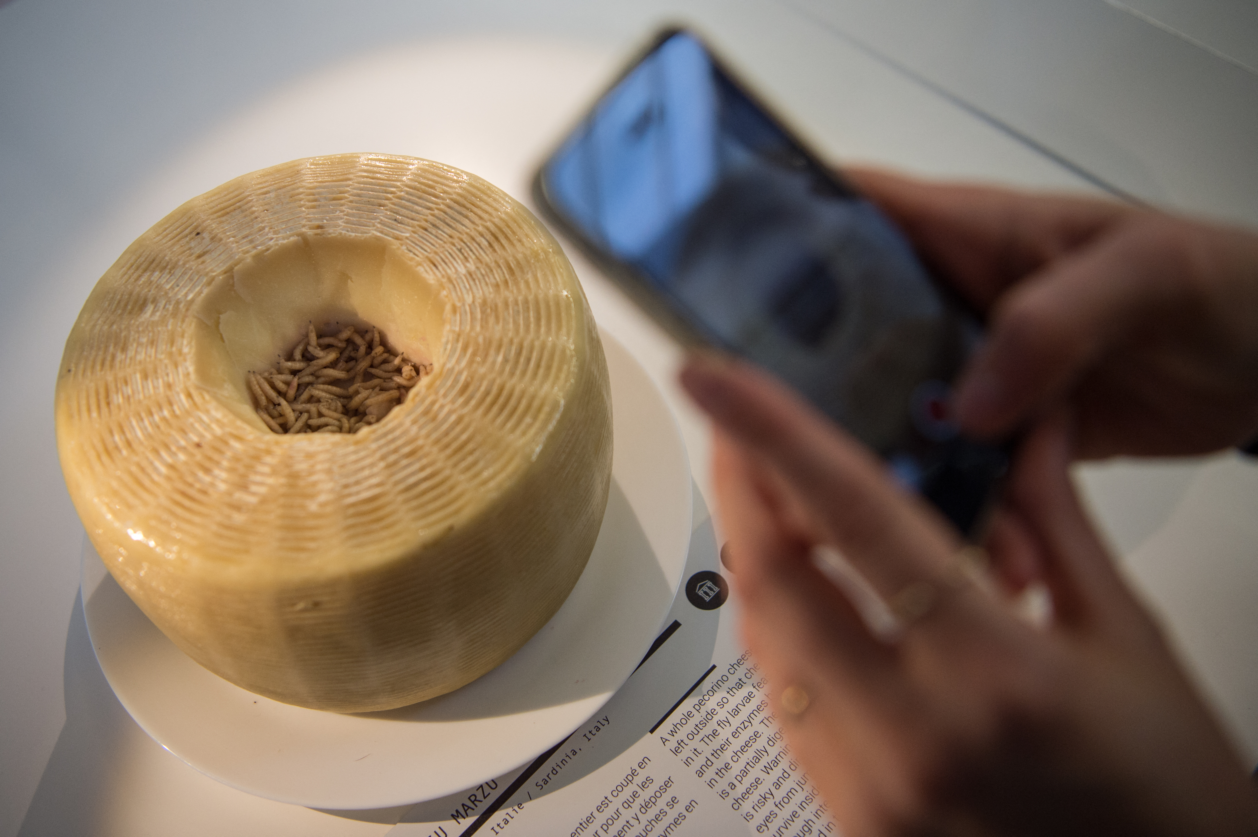 Casu Marzu, a Pecorino cheese from Sardinia with grubs at the Disgusting Food Museum exhibition displaying 80 of the world's most disgusting foods in Nantes. The exhibition will be held from September 25, to November 3. (Photo by LOIC VENANCE / AFP)