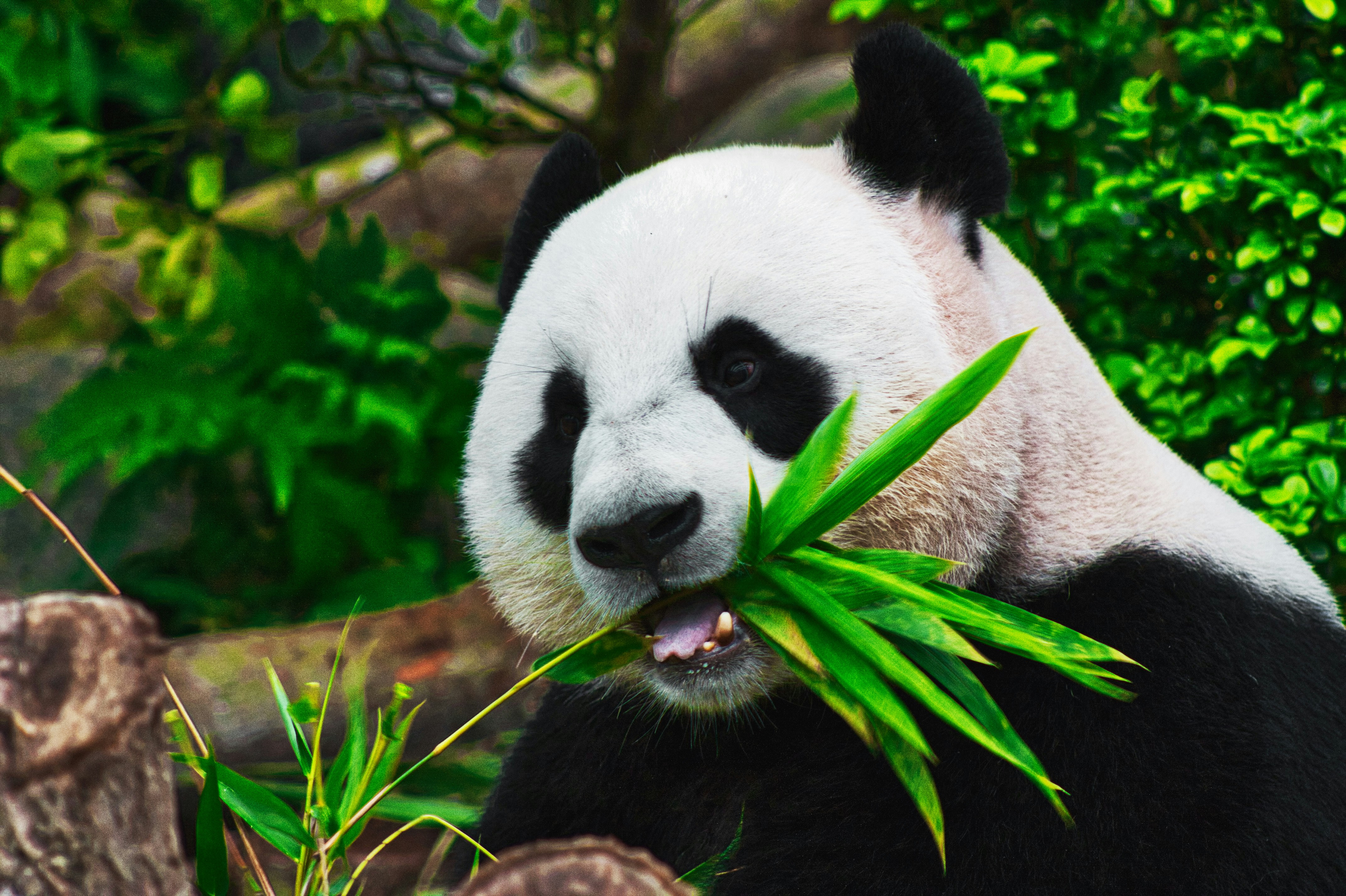 Panda UNSPLASH