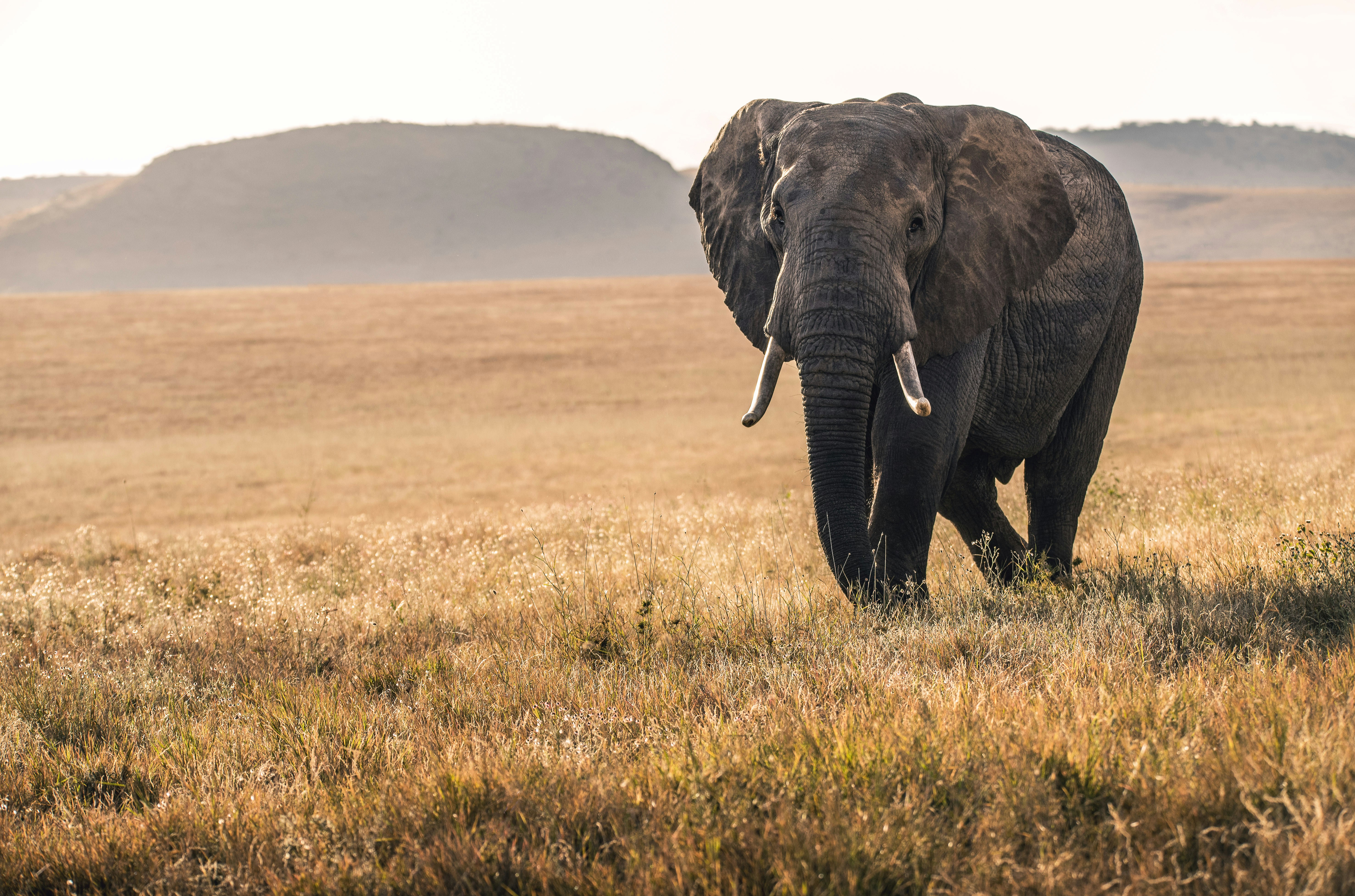 Slon UNSPLASH