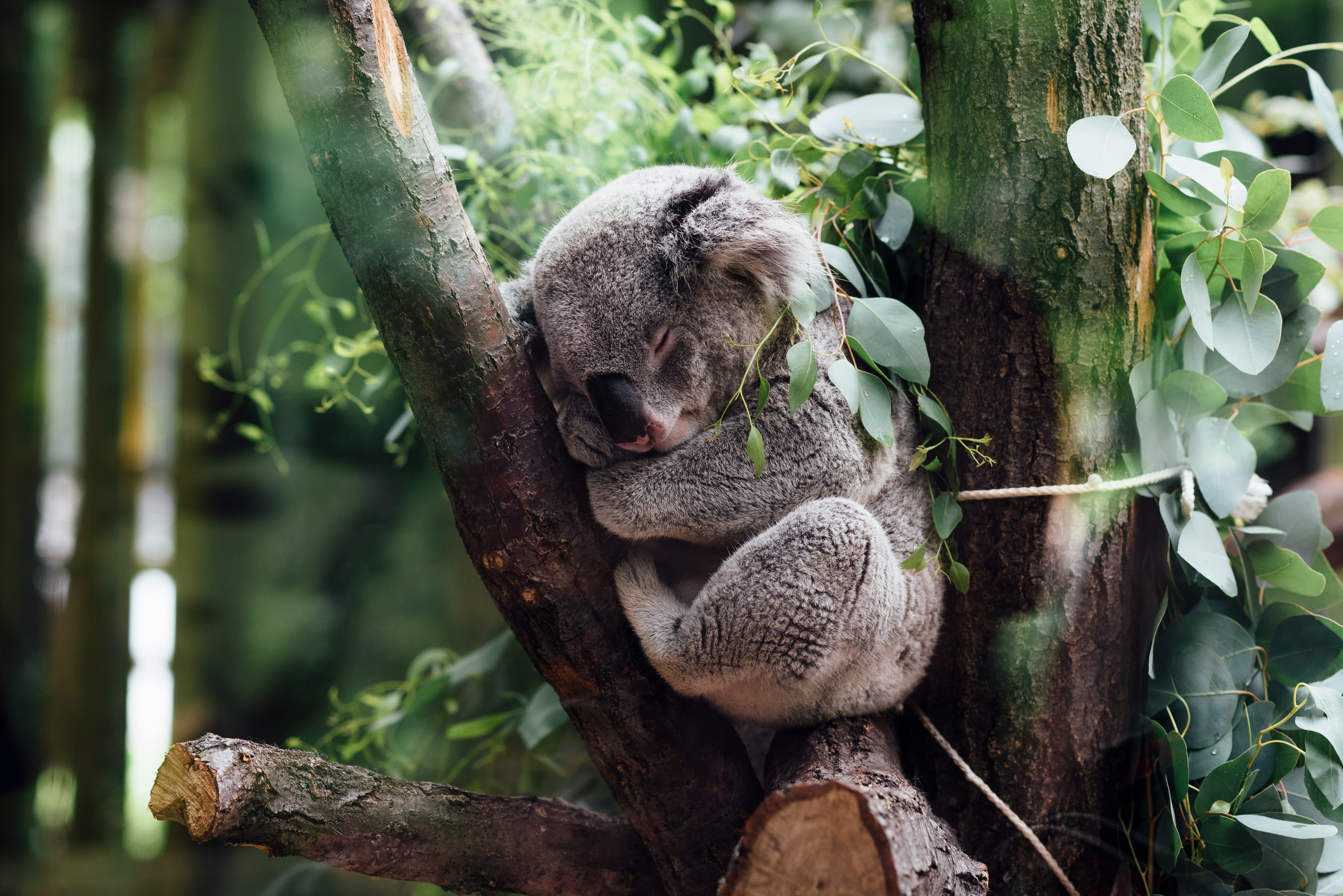 Koala UNSPLASH