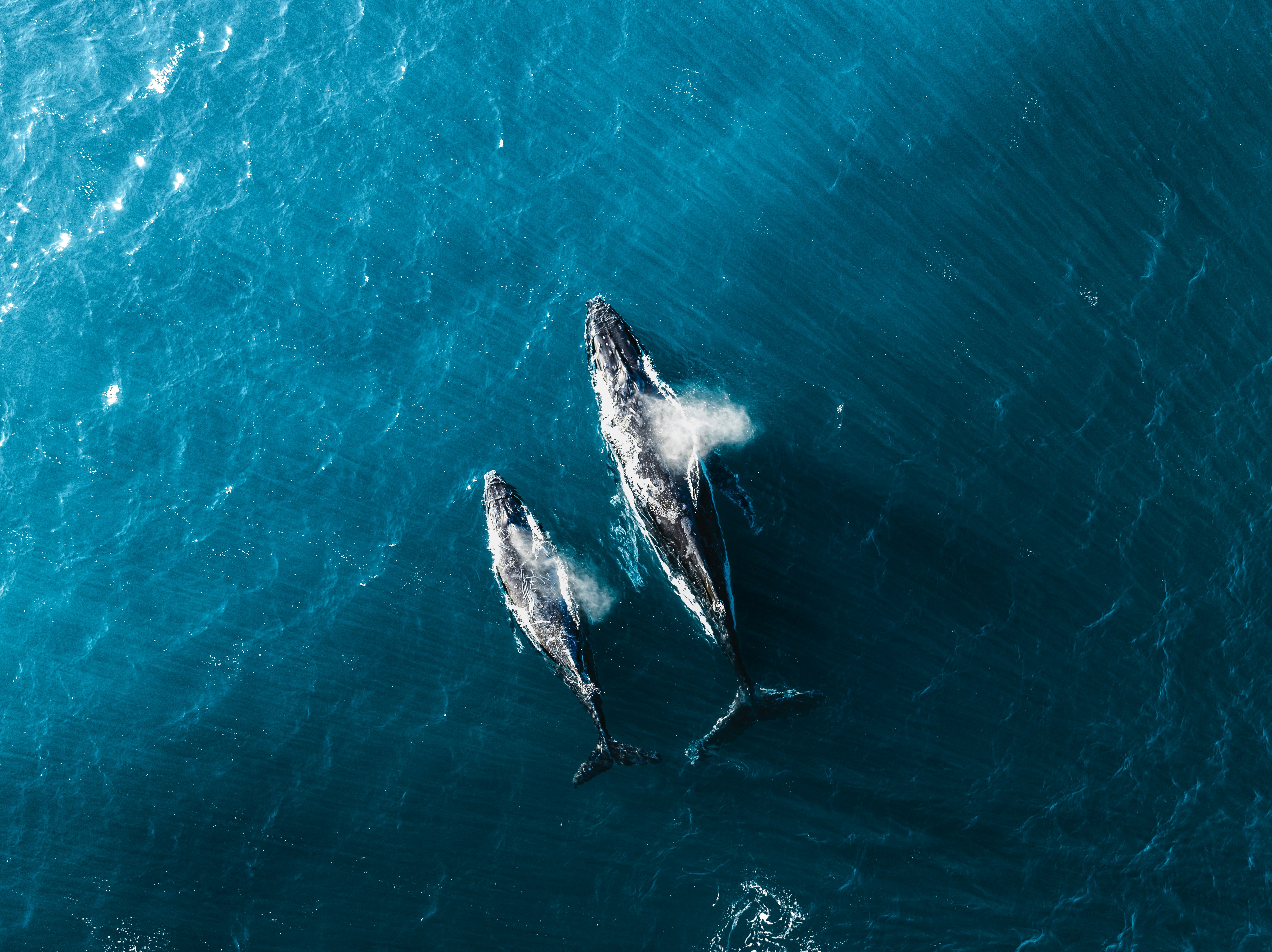 Kitovi UNSPLASH