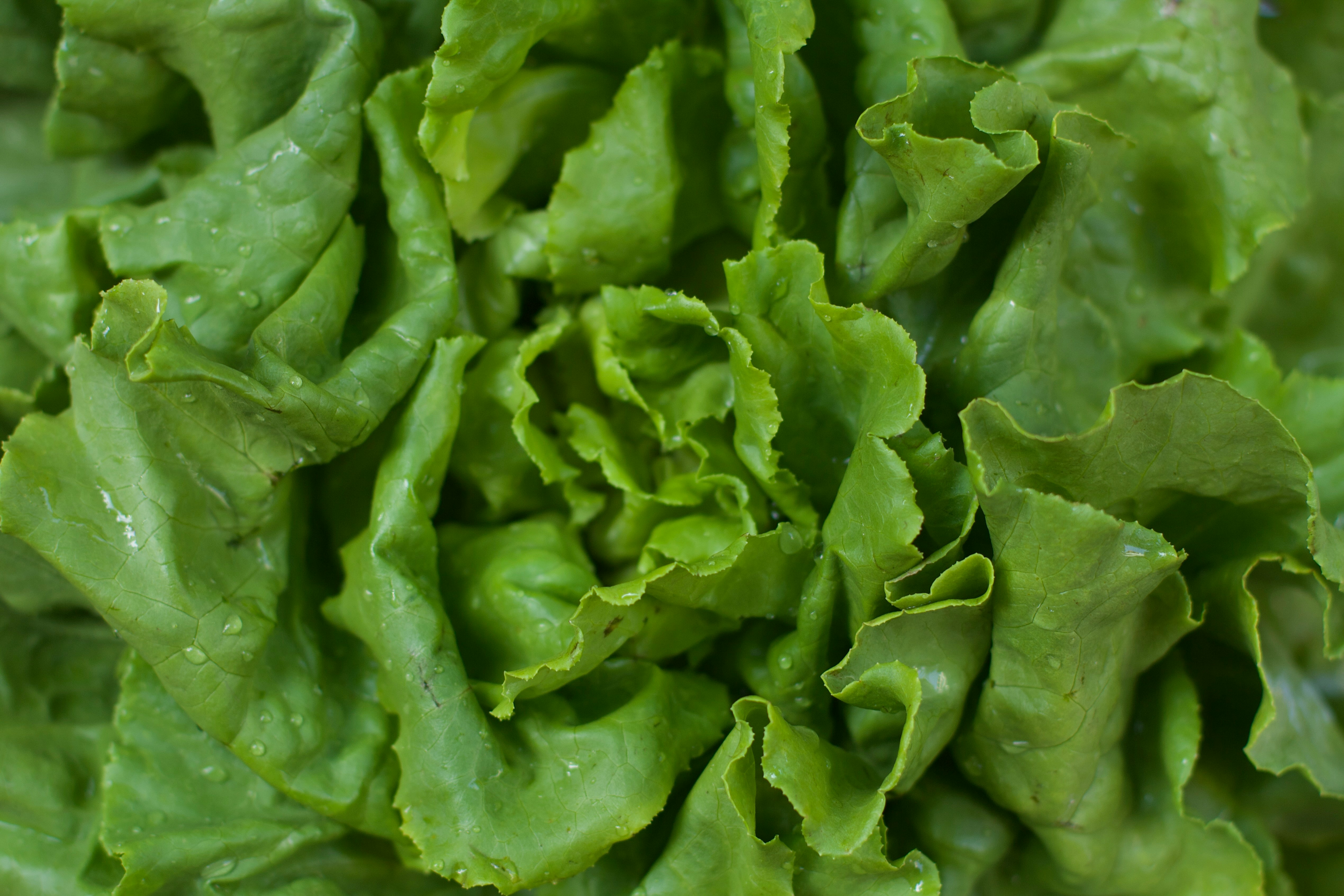 Salata UNSPLASH