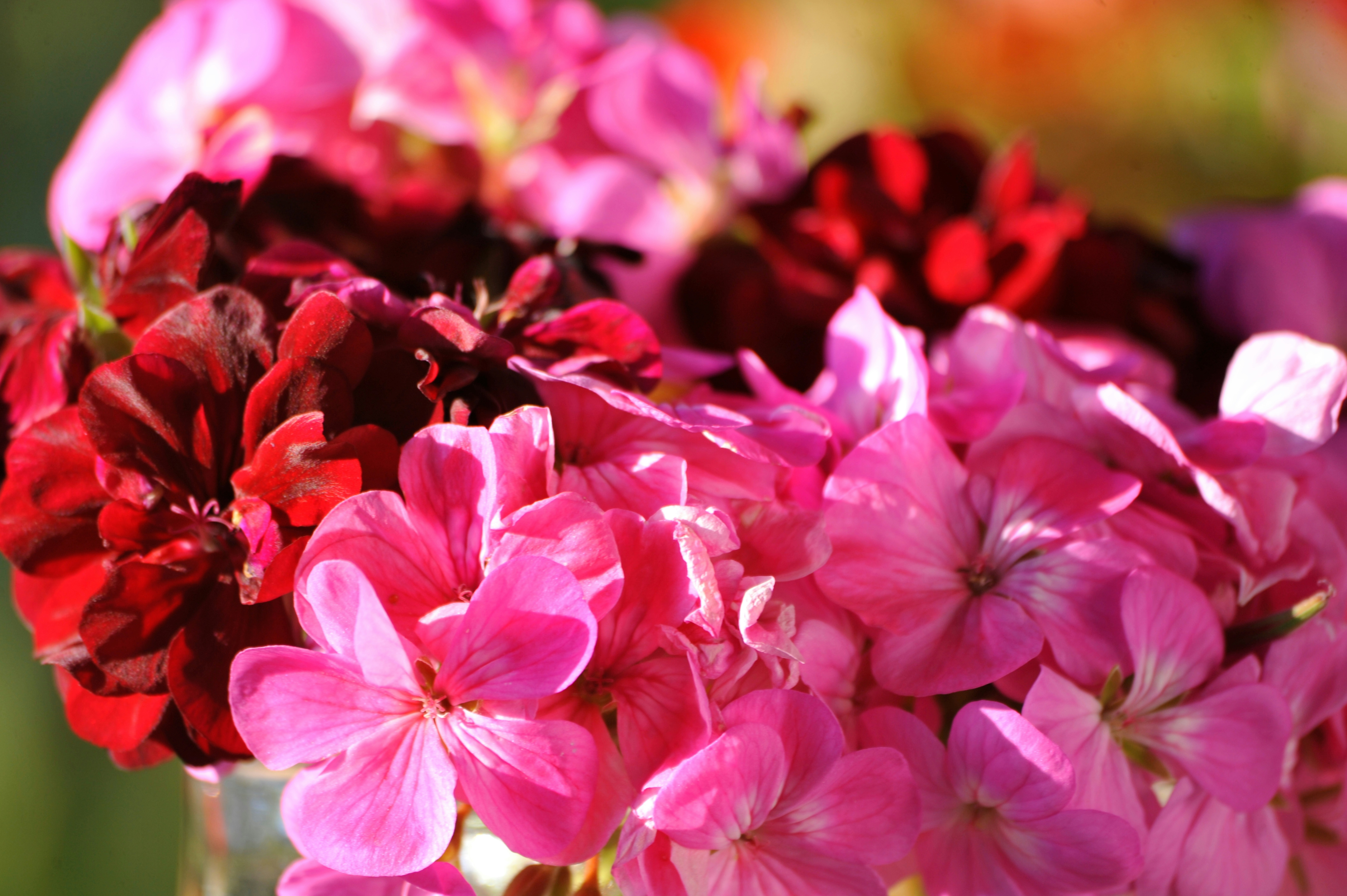 Pelargonija UNSPLASH