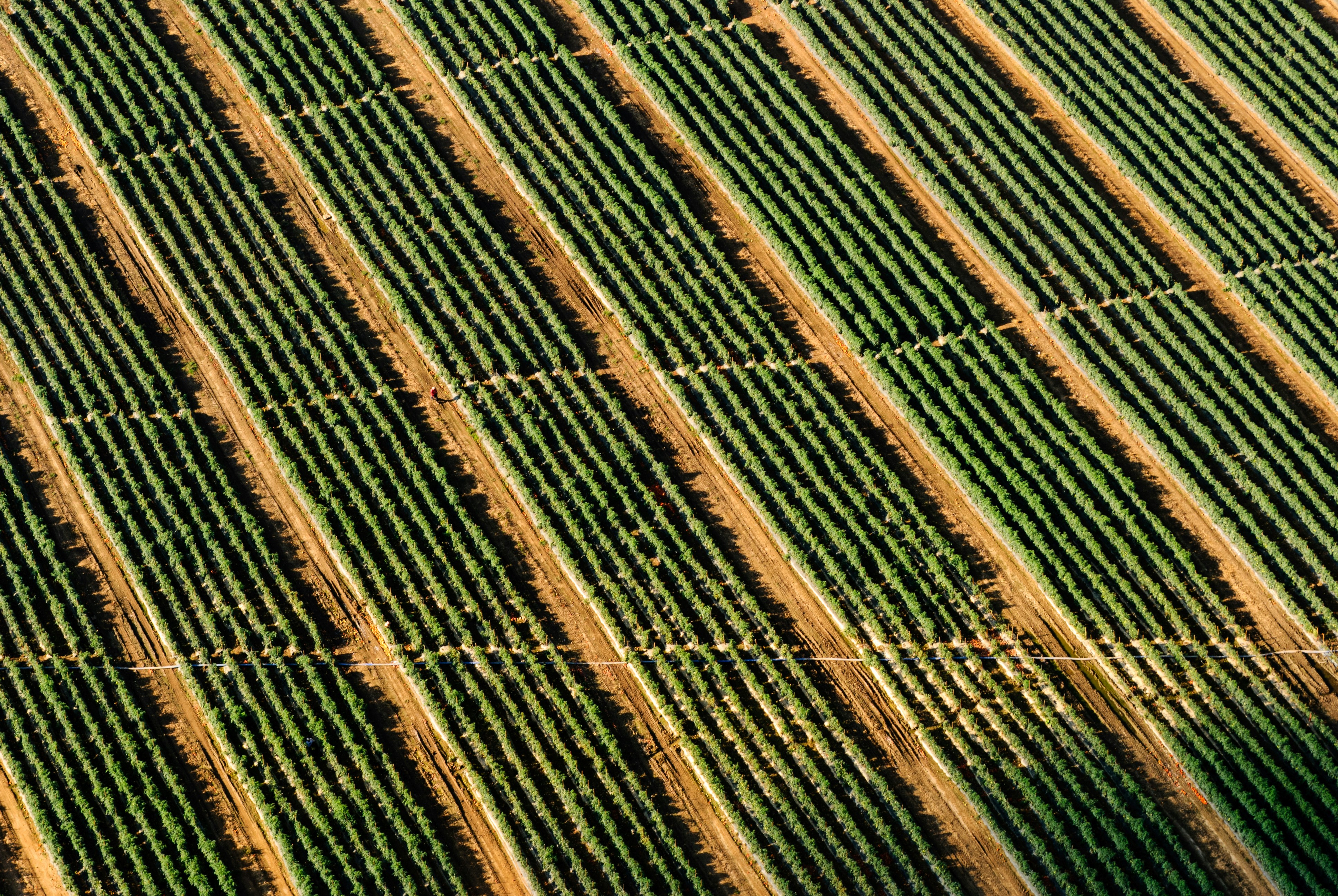 polje krumpira UNSPLASH