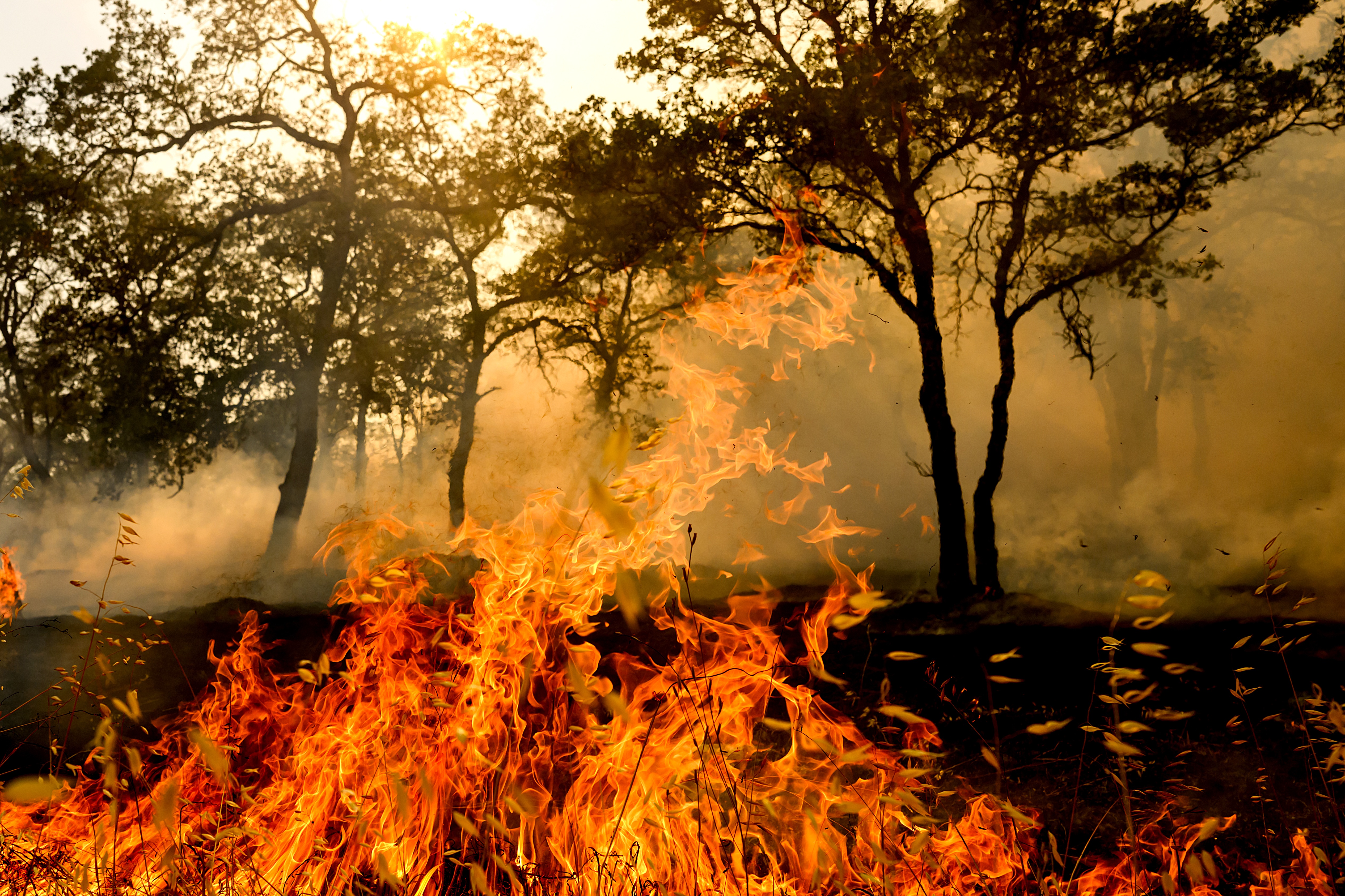 Flames consume vegetation as the Gann Fire burns near Copperopolis. (AP Photo/Noah Berger)