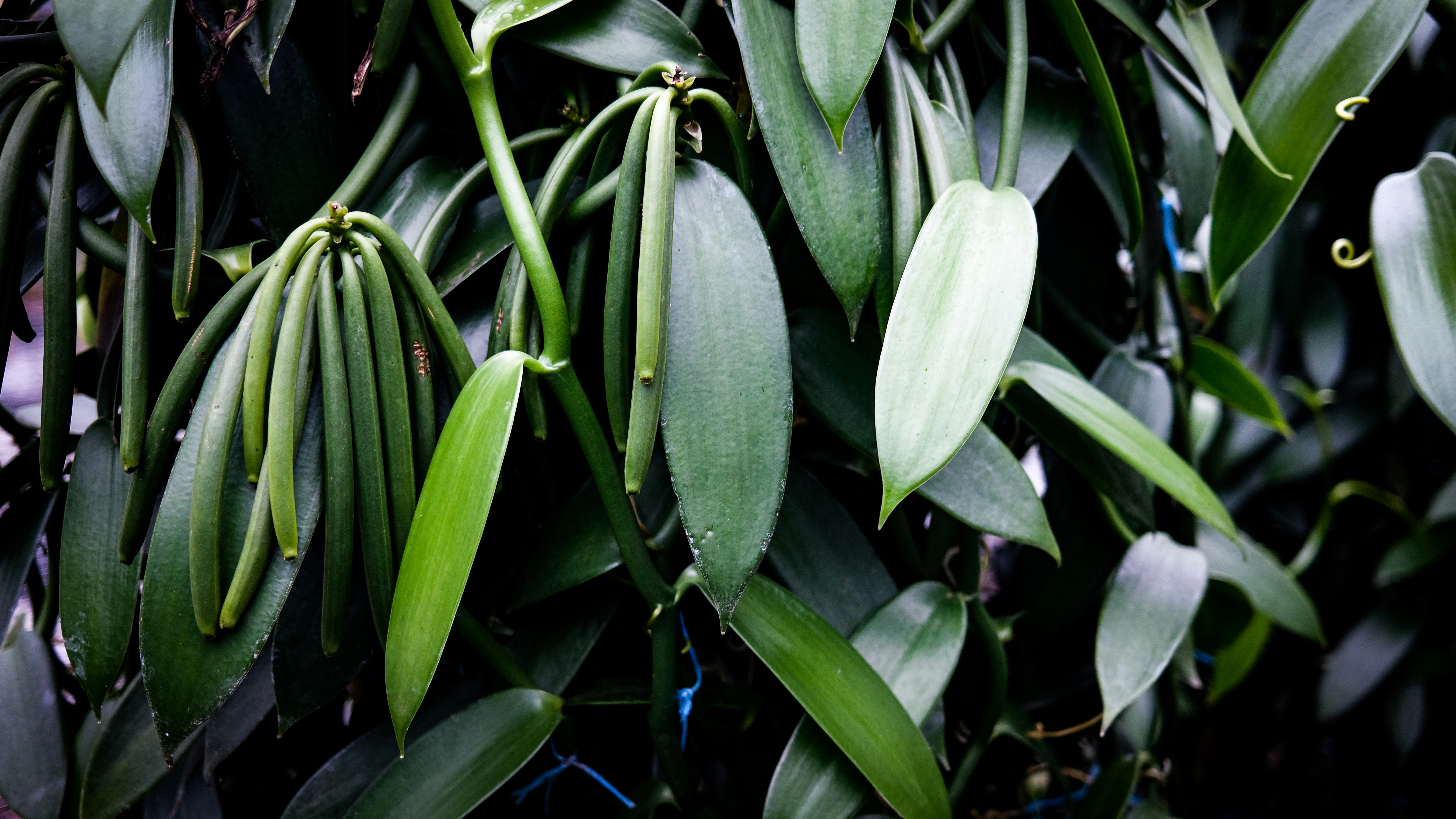 Vanilija UNSPLASH