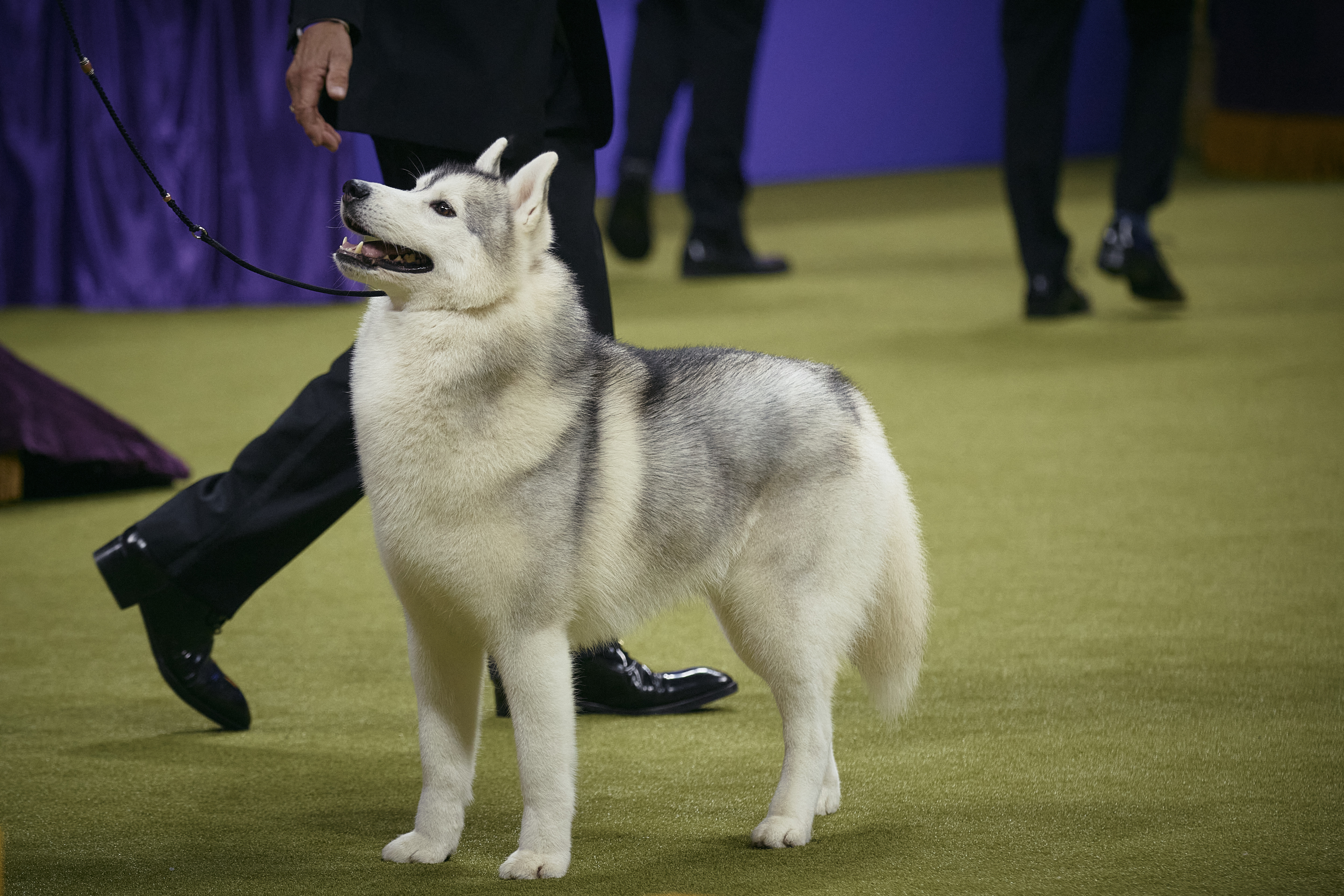 NEW YORK, NEW YORK - MAY 14: A Siberian Husky stands during the Working Group in the 148th Annual Westminster Kennel Club Dog Show at the USTA Billie Jean King National Tennis Center on May 14, 2024 in New York City.