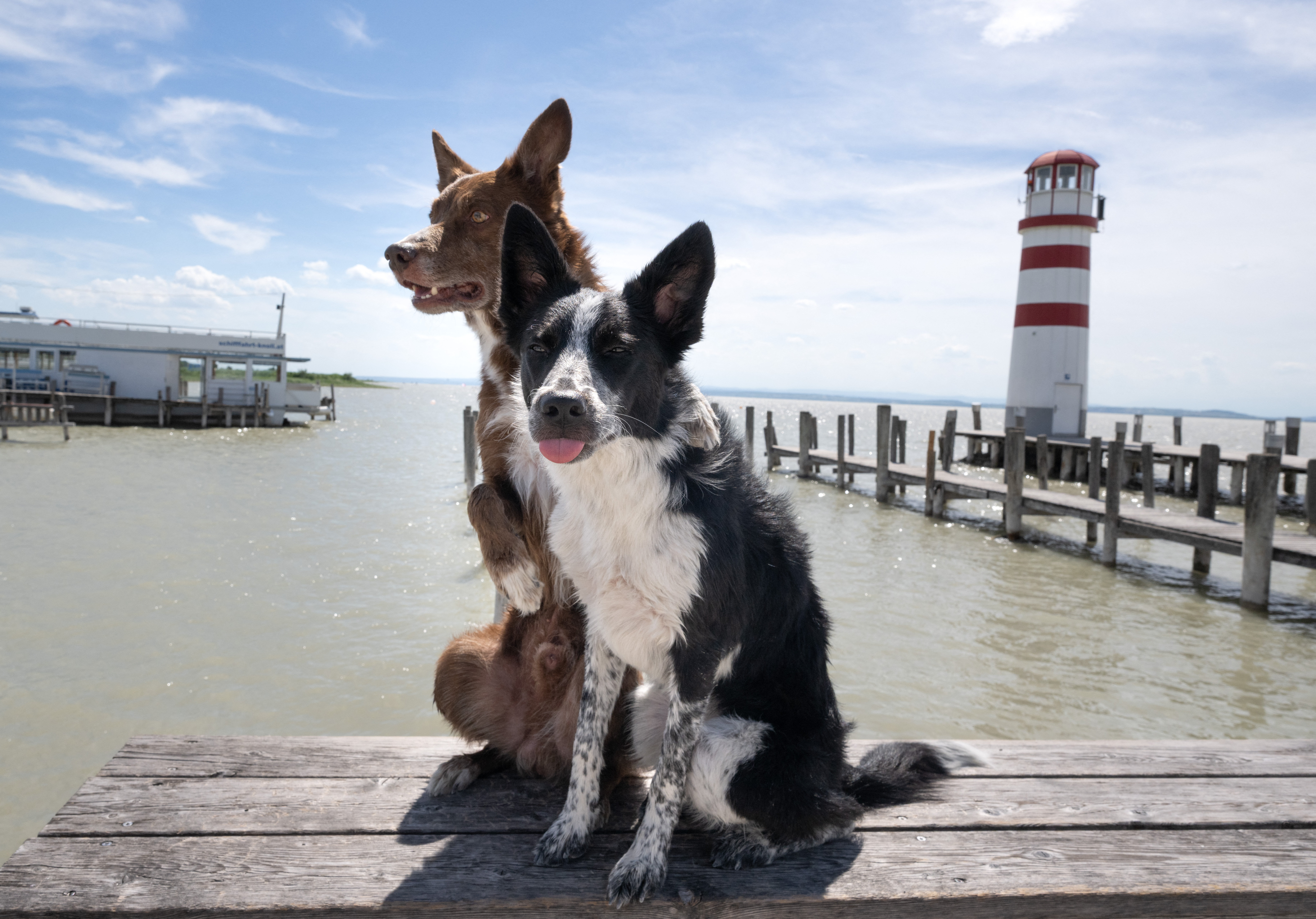 Border collie dogs Luxx (8mths old on the right) and 8 years old Nemesis (left) hug of a picture during their trip to the Neusiedl See lake at Podersdorf am See south-east of Vienna, Austria, on June 23, 2026.