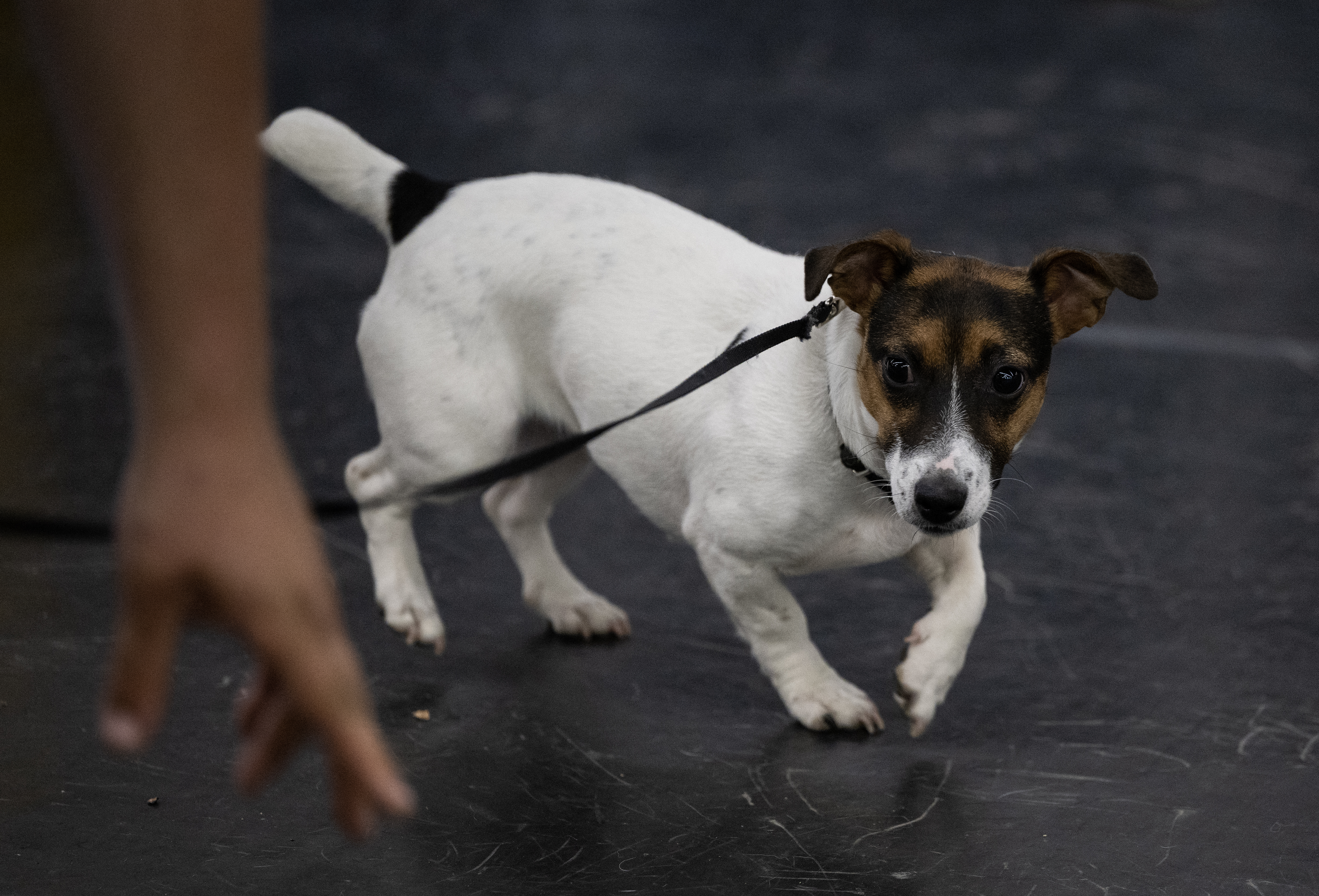 Sheisty Zen King, a Jack Russell terrier, follows a command as he trains to hunt rats, at the Academy Dog Training in Silver Spring, Maryland
