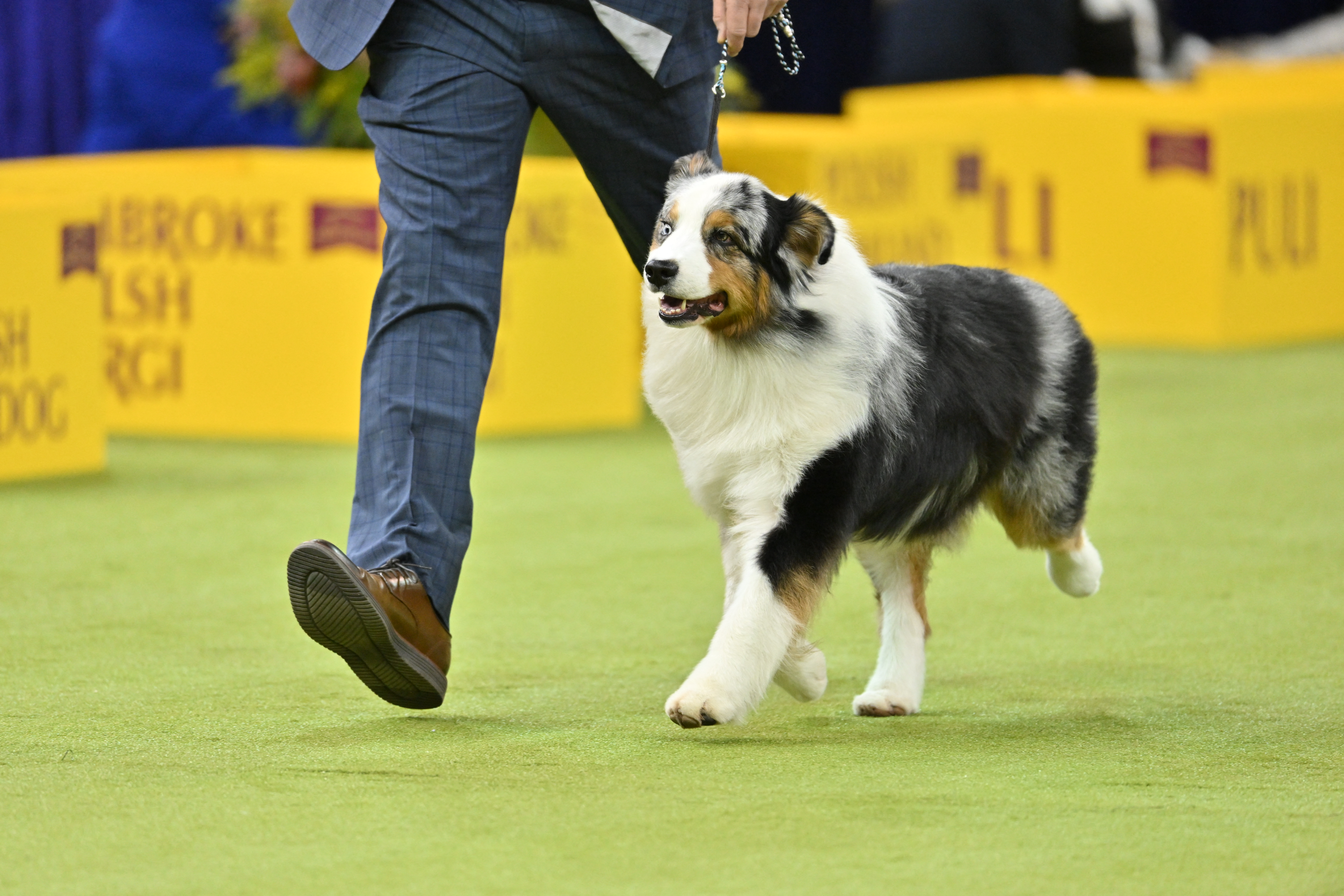 An Australian Shepherd competes during the 150th Westminster Kennel Club Dog Show