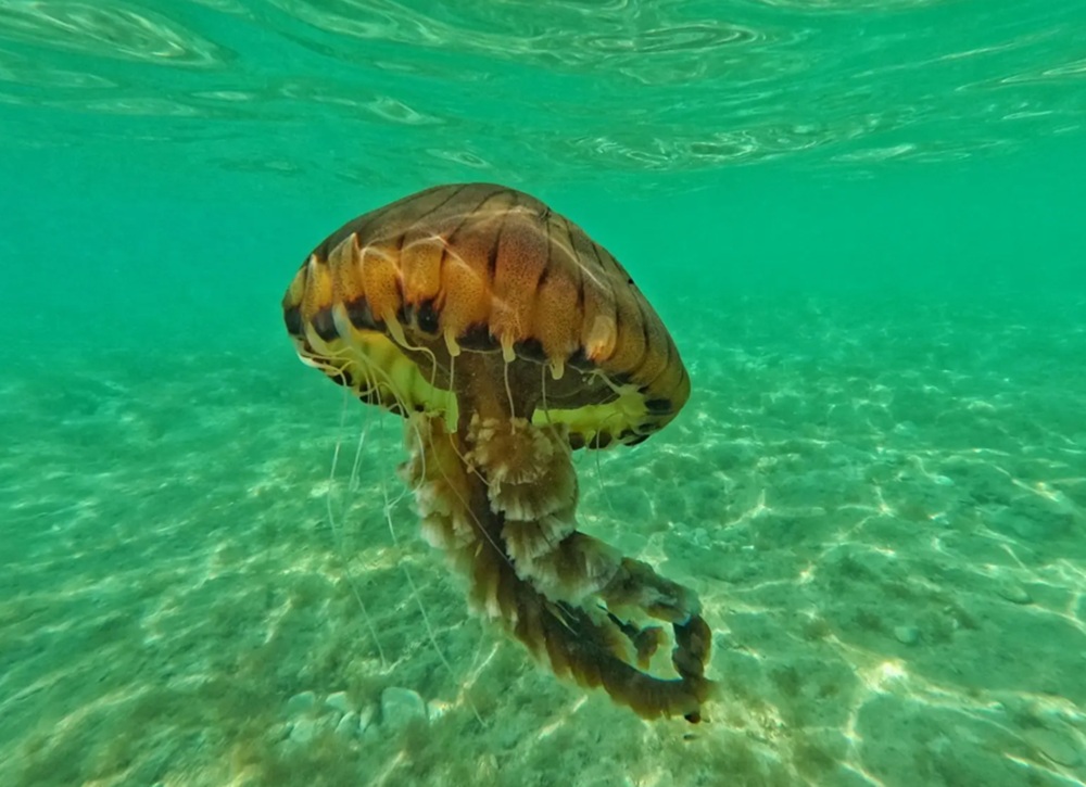 kompas meduza