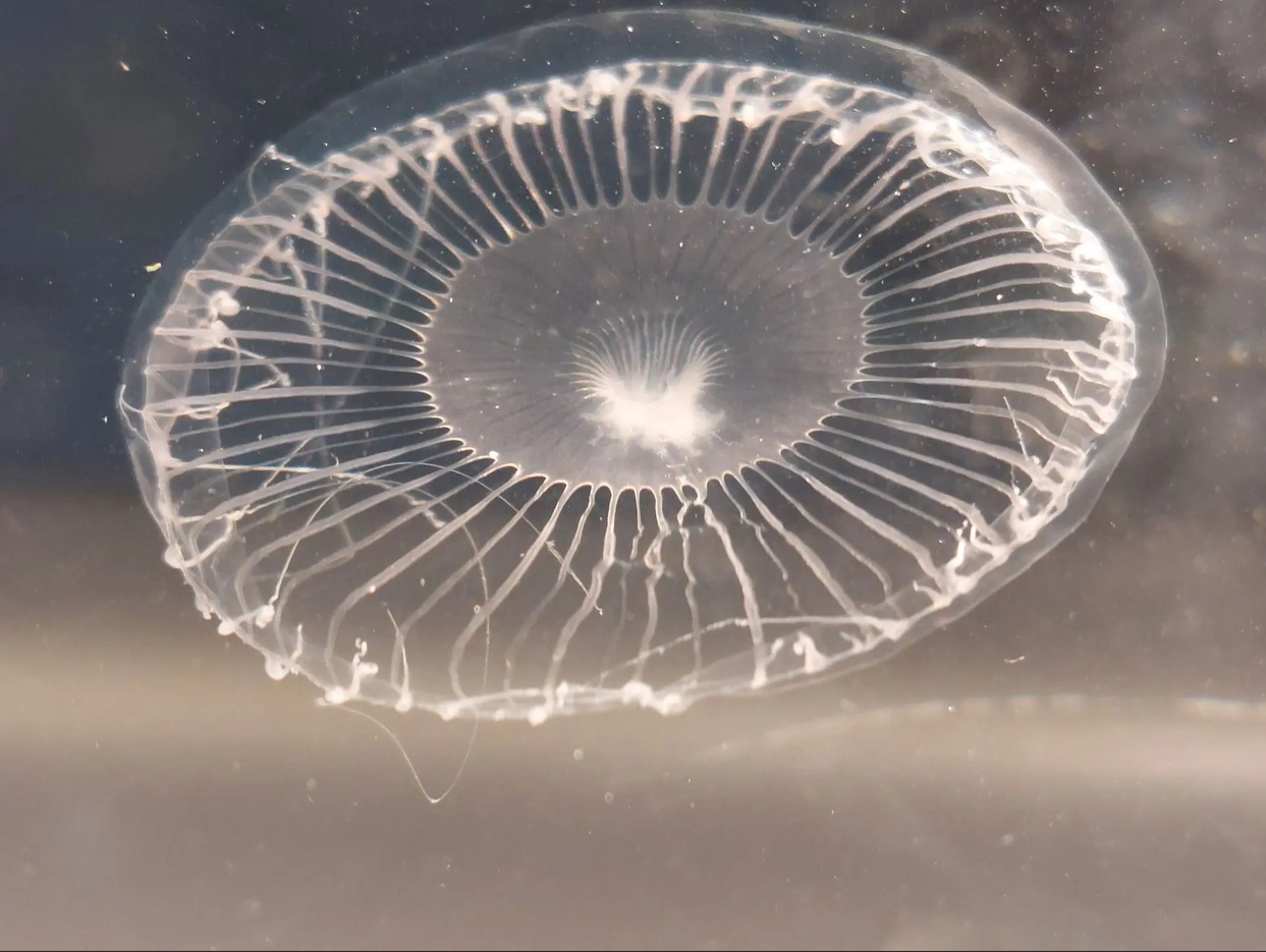 hidromeduza